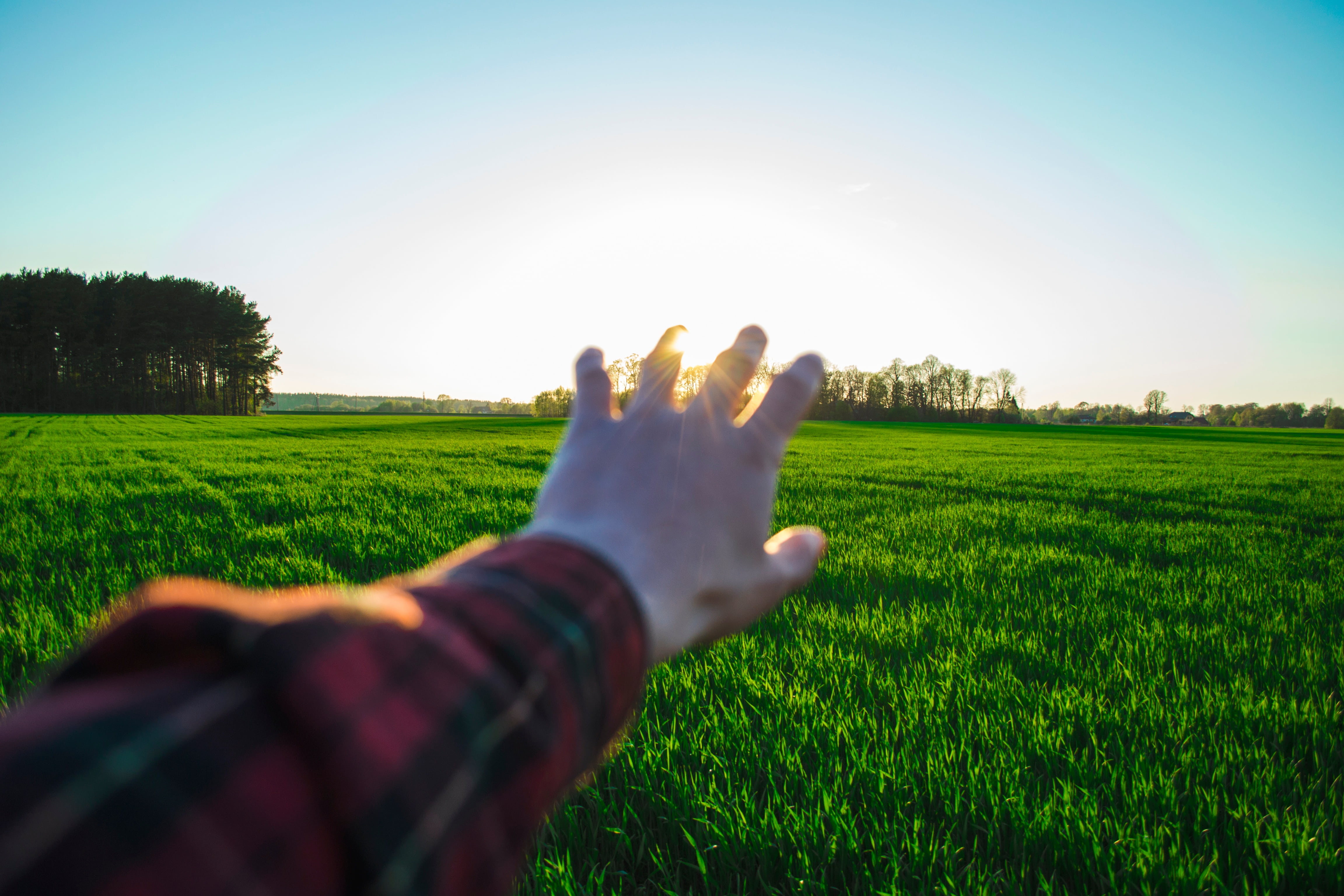 crops, grass, palm, ricefield, nature, arm, person, green color, selective, green, human hand, one person, shirt, rural scene, tree, s, photo, agriculture, HD Wallpaper