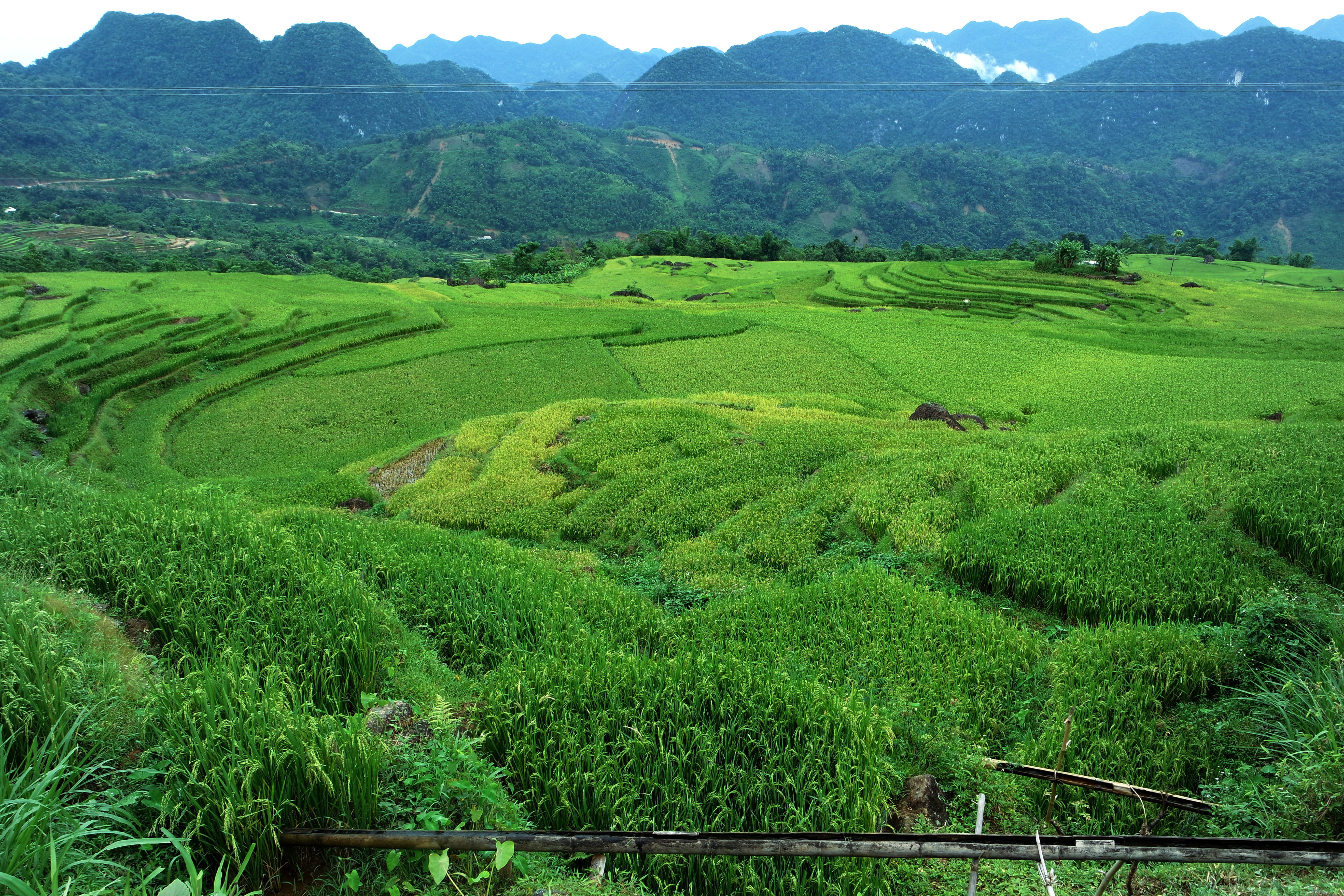 agriculture, outdoors, ricefield, environment, no people, beauty in nature, land, plantation, lush foliage, field, farm, terraced fields, tranquil scene, HD Wallpaper
