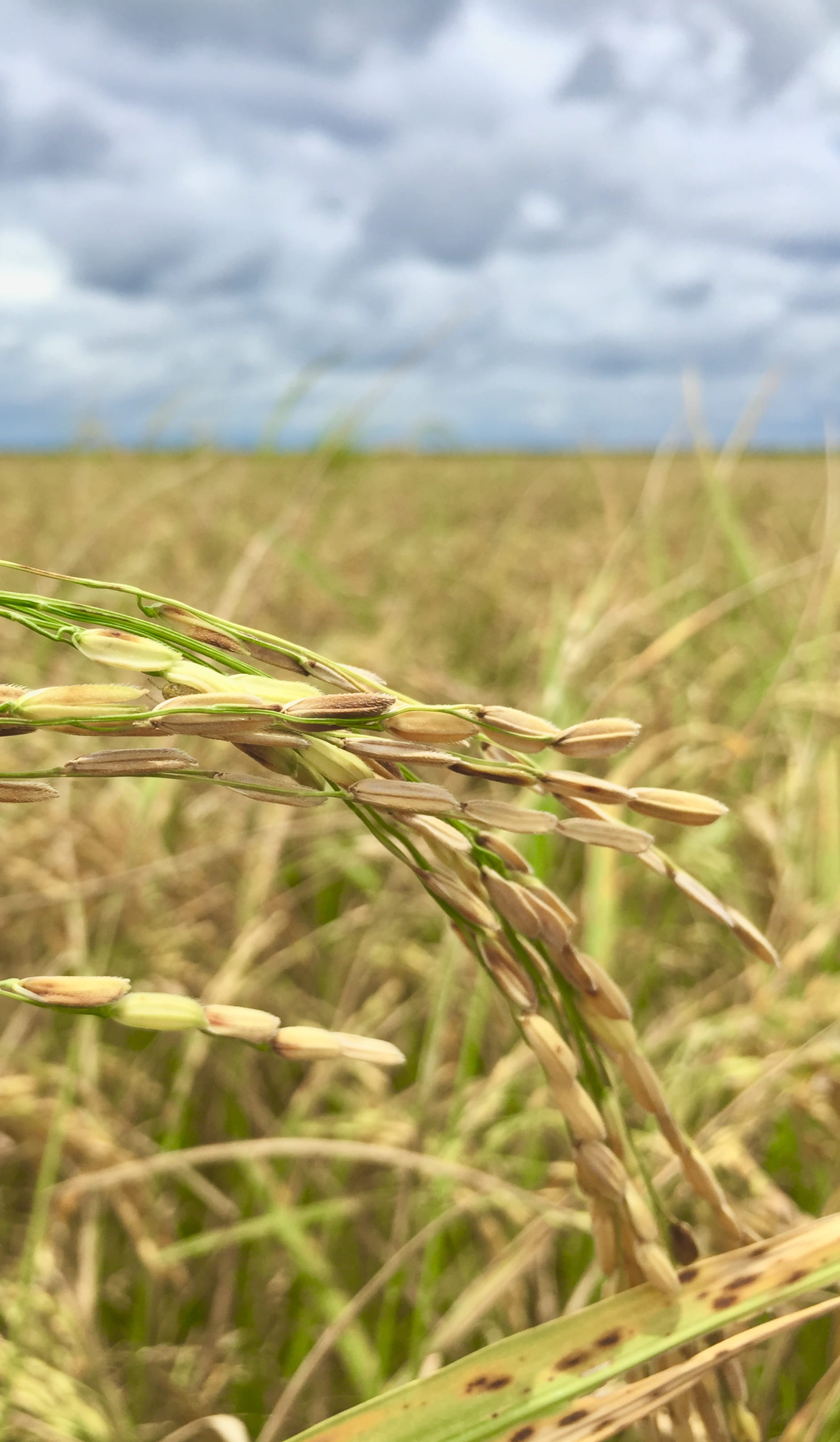 sky, outdoors, no people, close-up, 2K, ricefield, field, tranquility, cloud - sky, land, agriculture, crop, cereal plant, rural scene, environment, growth, Phone HD Wallpaper