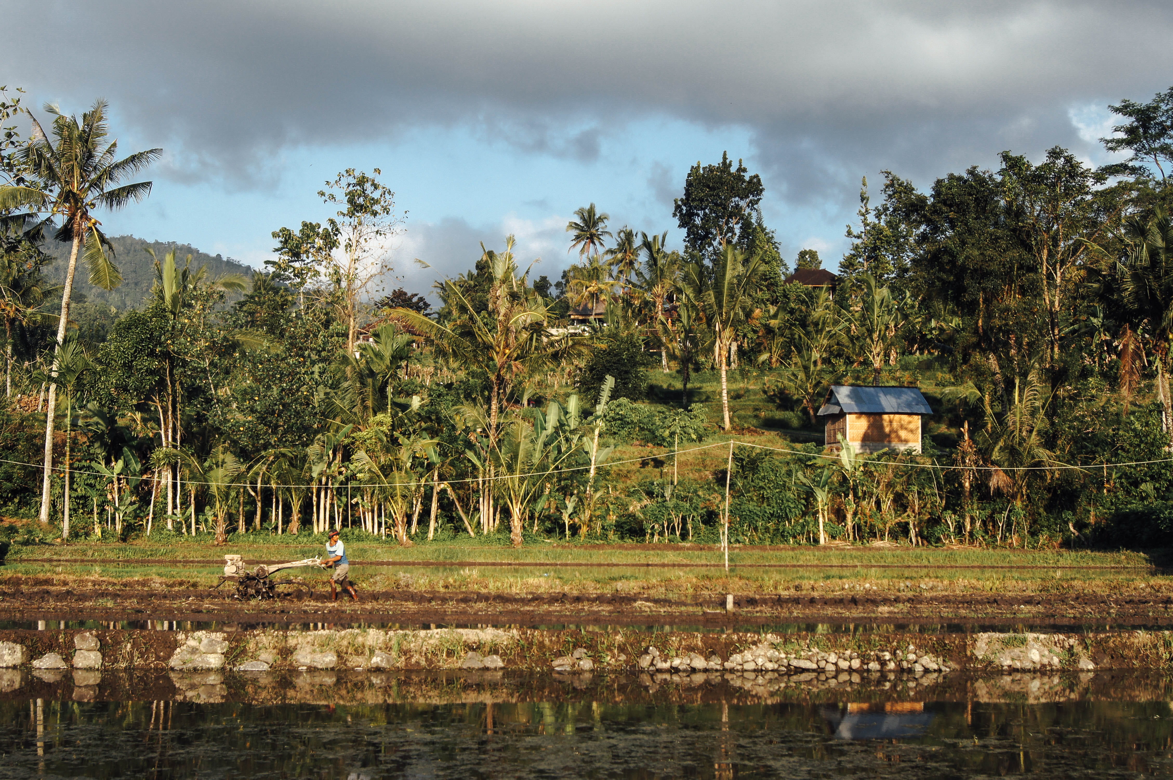 work, land, day, beauty in nature, cloud - sky, sky, ricefield, plant, 4K, animal, lake, outdoors, indonesië, growth, tree, palmtrees, bali, tranquility, HD Wallpaper