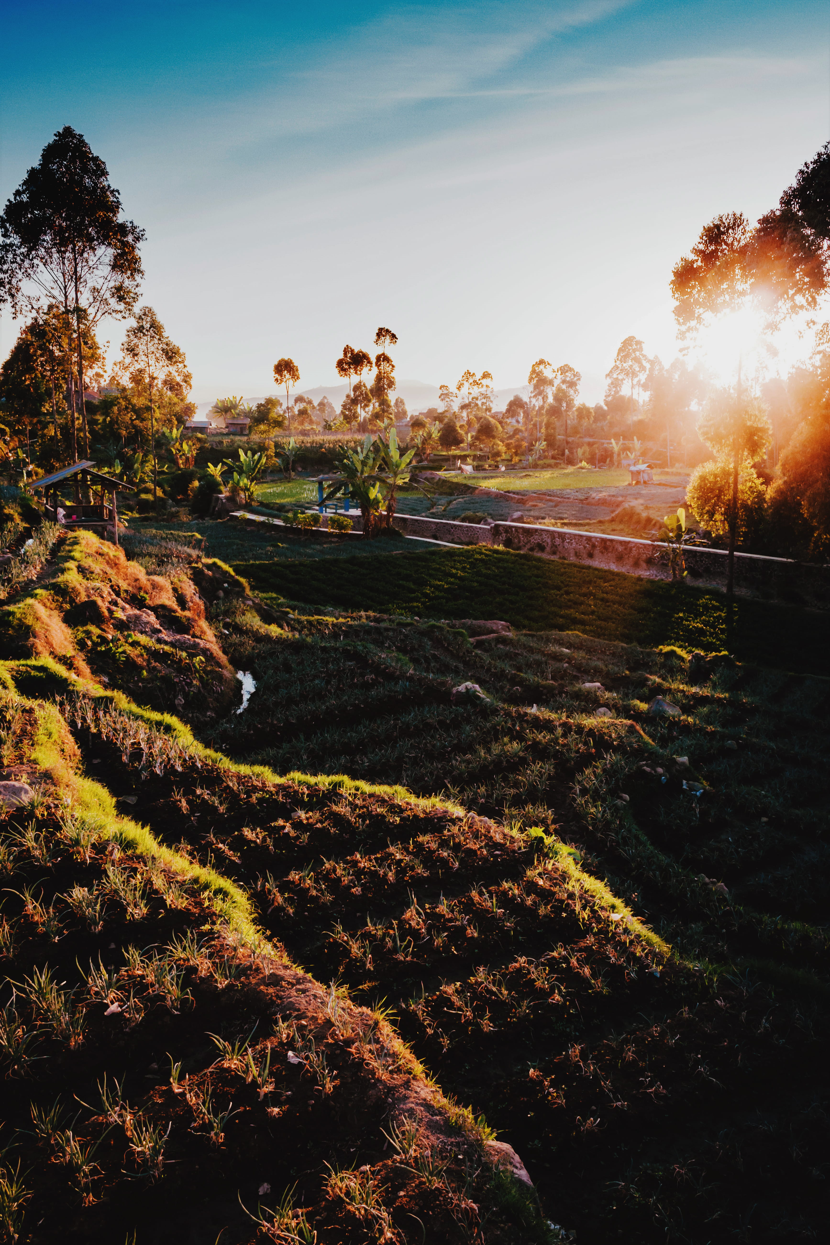 indonesia, sky, landscape, bali, sunbeam, tree, ciwidey, nature, tranquility, island, sunlight, outdoors, beauty in nature, farming, growth, rice terraces, Phone HD Wallpaper