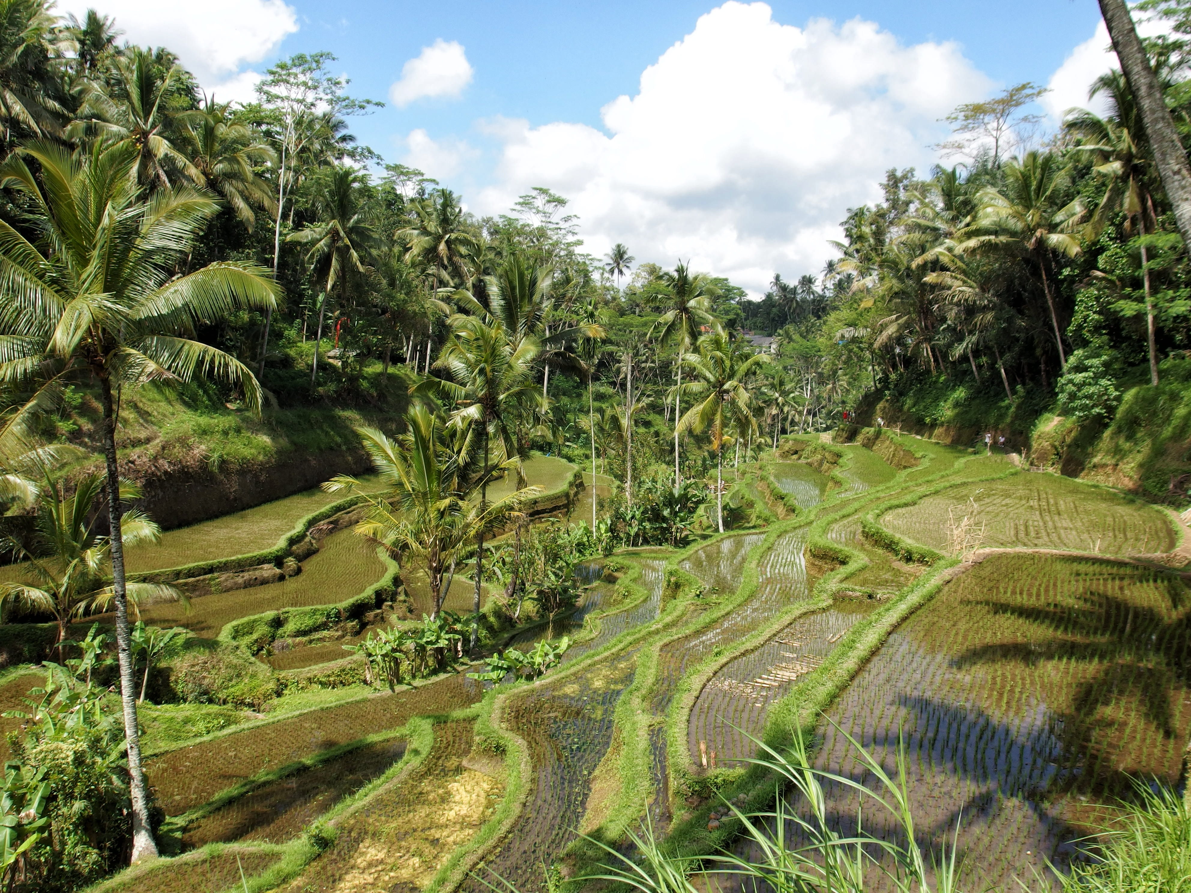 environment, coconut, day, plants, nature, cloud - sky, growth, green color, jungle, scenics - nature, bali, ubud, beauty in nature, outdoors, terraces, HD Wallpaper
