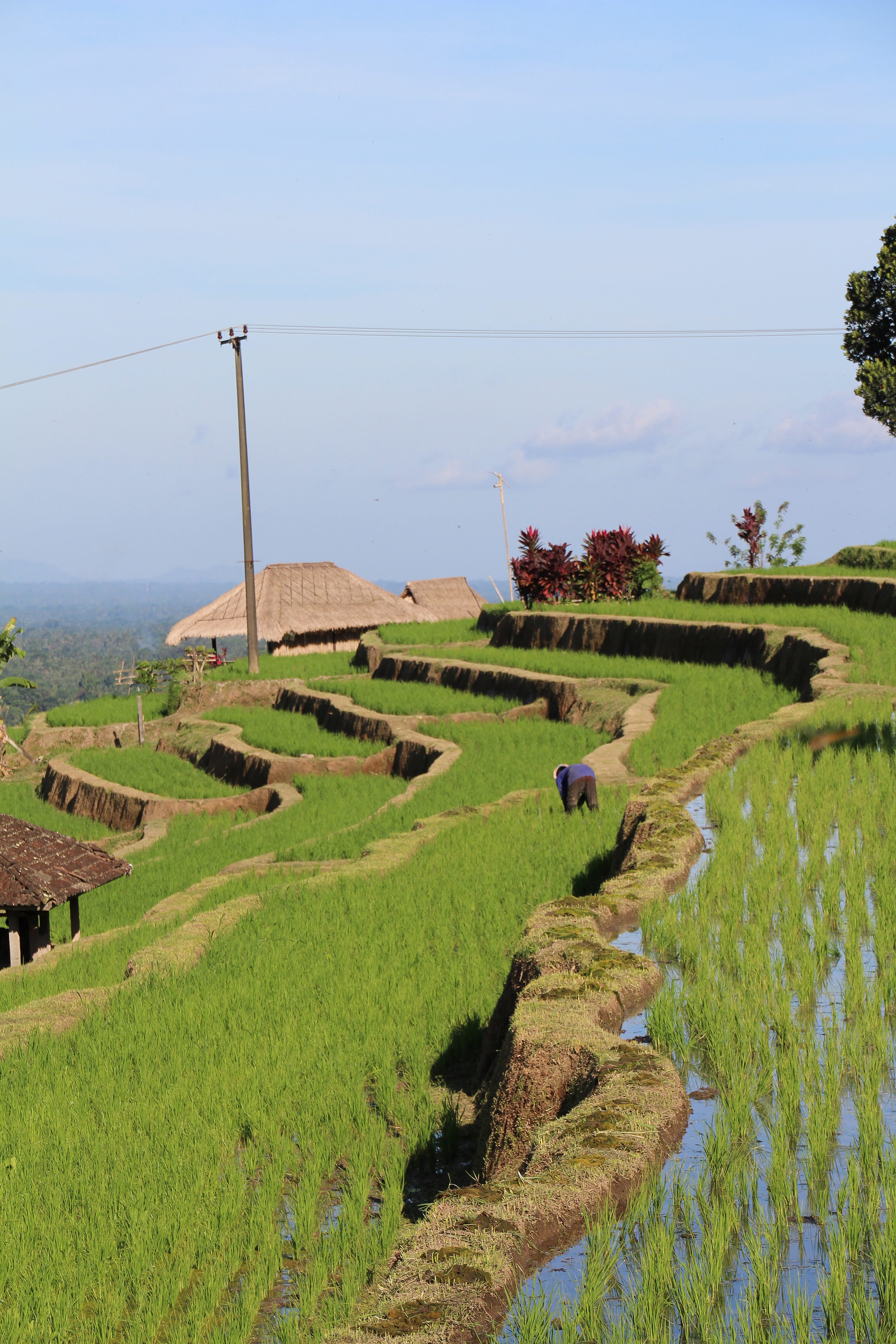 5K, sky, jatiluwih, Rice Fields, nice, land, grass, agriculture, landscape, scenics, growth, beauty in nature, Bali, field, tranquil scene, plant, crop, Phone HD Wallpaper