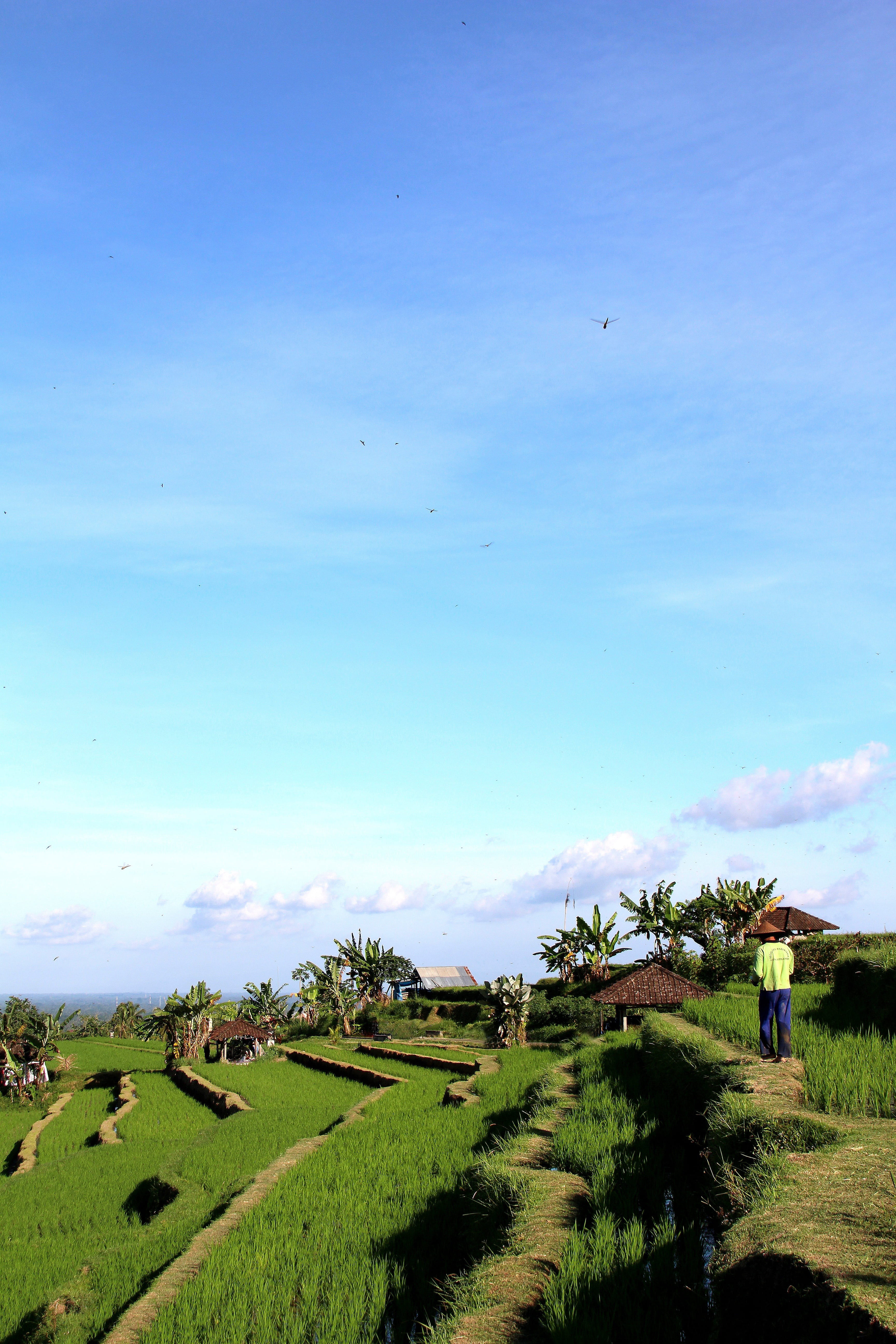 green color, landscape, non-urban scene, scenics - nature, environment, bali, 5K, growth, holiday, plant, rice fields, unesco world heritage, indonesia, Phone HD Wallpaper