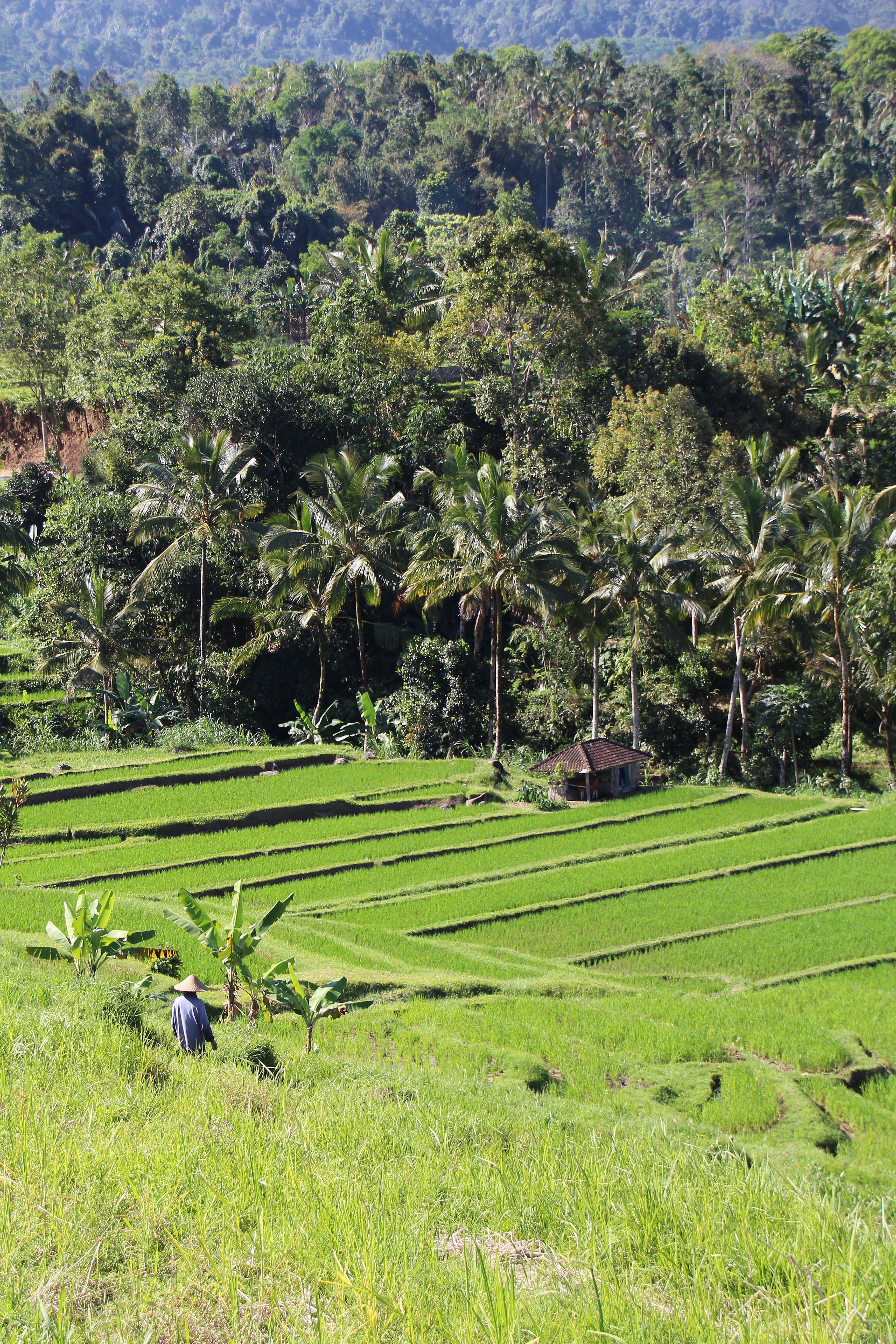 plant, nice, jatiluwih, outdoors, farmer, green color, indonesia, tree, holiday, bali, growth, unesco world heritage, rural scene, 5K, foliage, beauty in nature, Phone HD Wallpaper