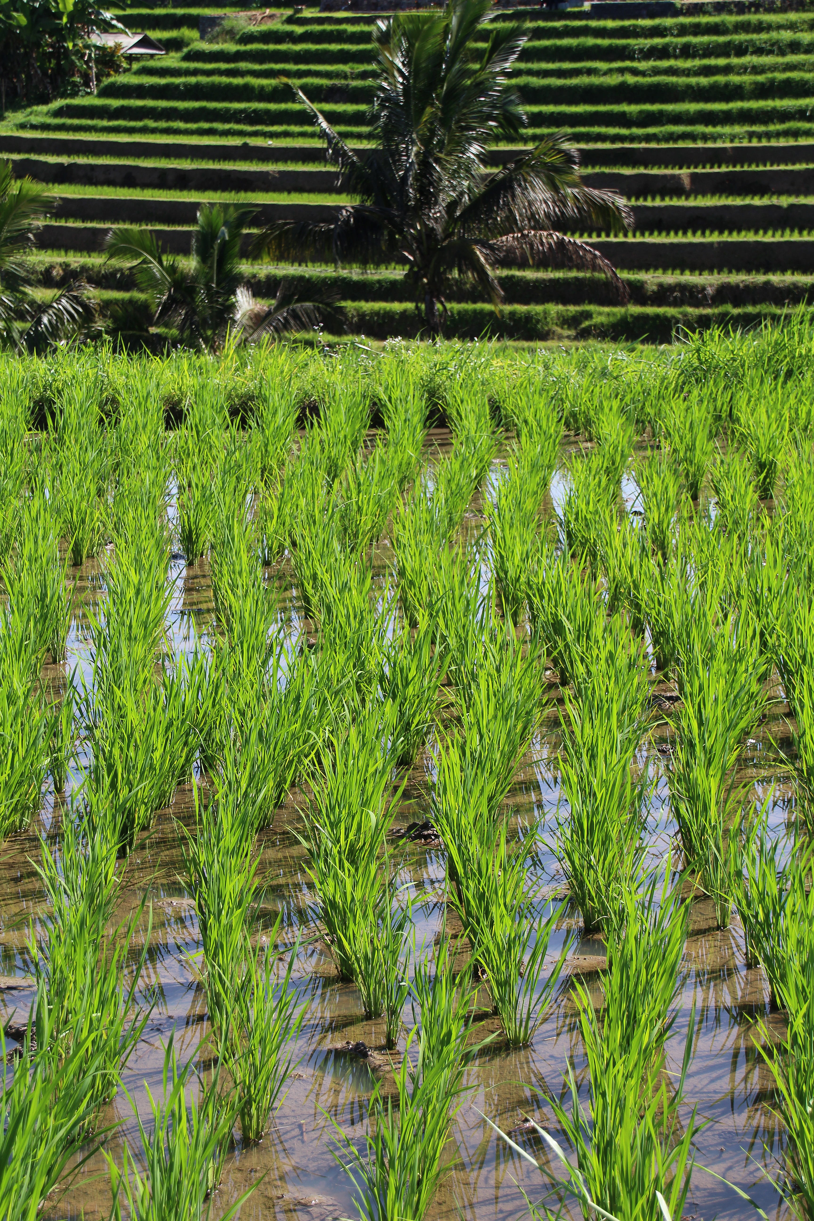 bali, beauty in nature, 5K, rice - cereal plant, indonesia, growth, tranquil scene, scenics - nature, green color, plant, nice, nature, farm, holiday, Phone HD Wallpaper