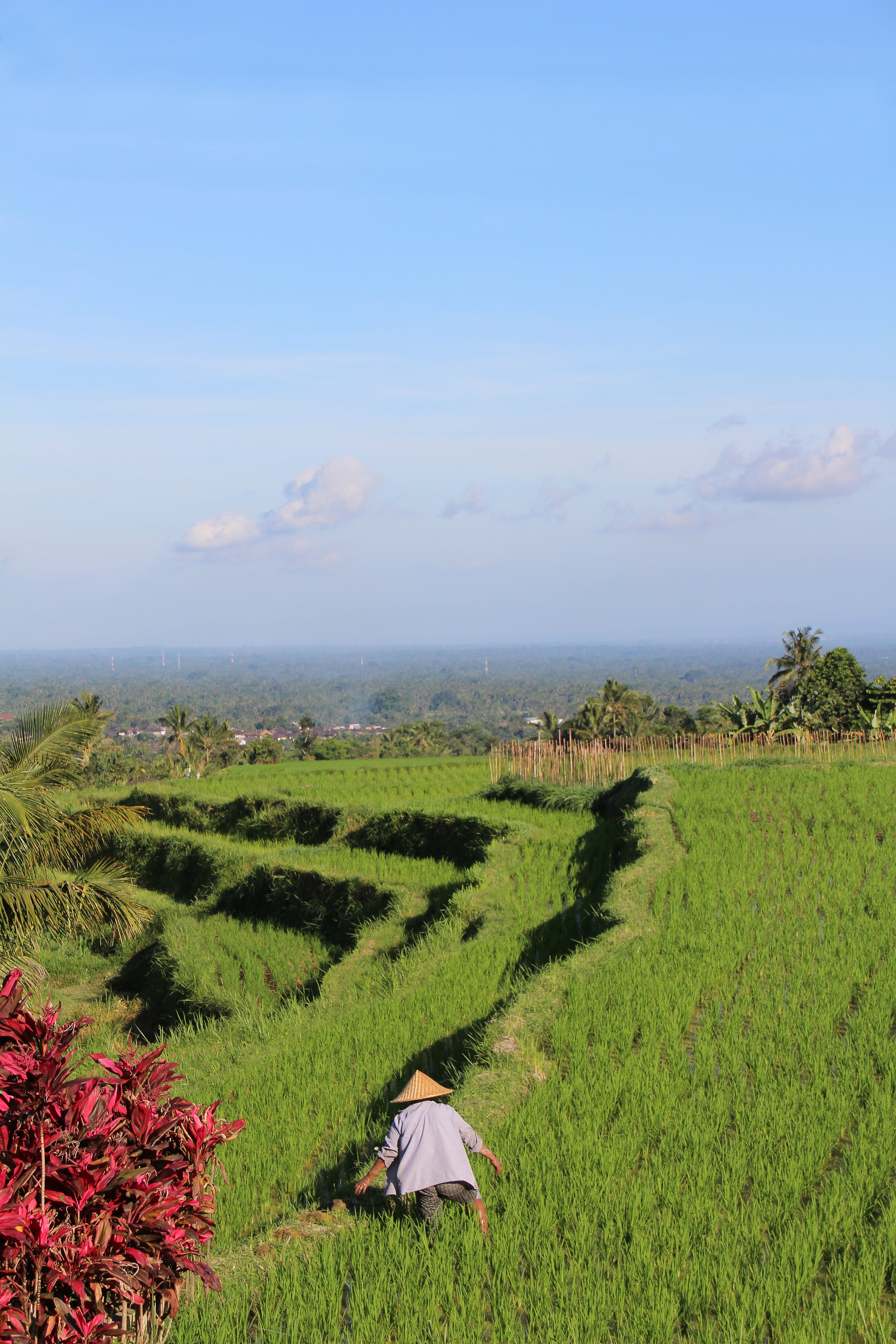 5K, environment, scenics - nature, plantation, grass, holiday, nice, plant, land, tranquility, beauty in nature, tree, outdoors, rice, agriculture, unesco world heritage, Phone HD Wallpaper
