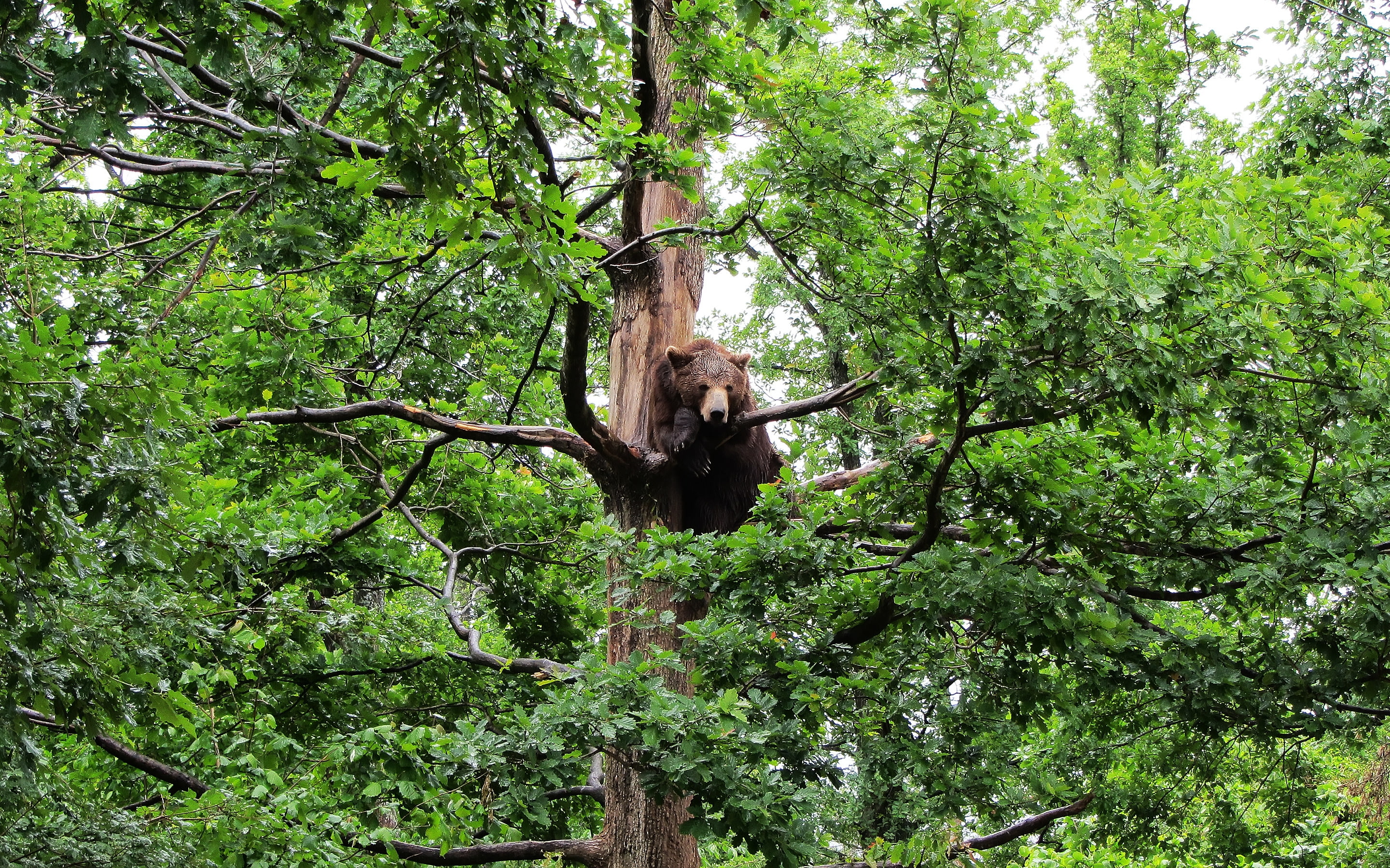 carpathian, bear, tree, 2K, HD Wallpaper