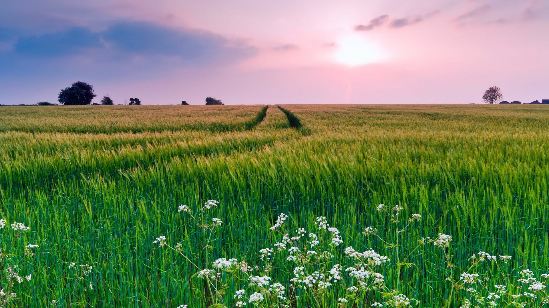 sky, springtime, flower, rural scene, plant, ricefield, cereal plant, land, crop, 1080P, green, growth, tranquility, nature, cloud - sky, white, field, HD Wallpaper