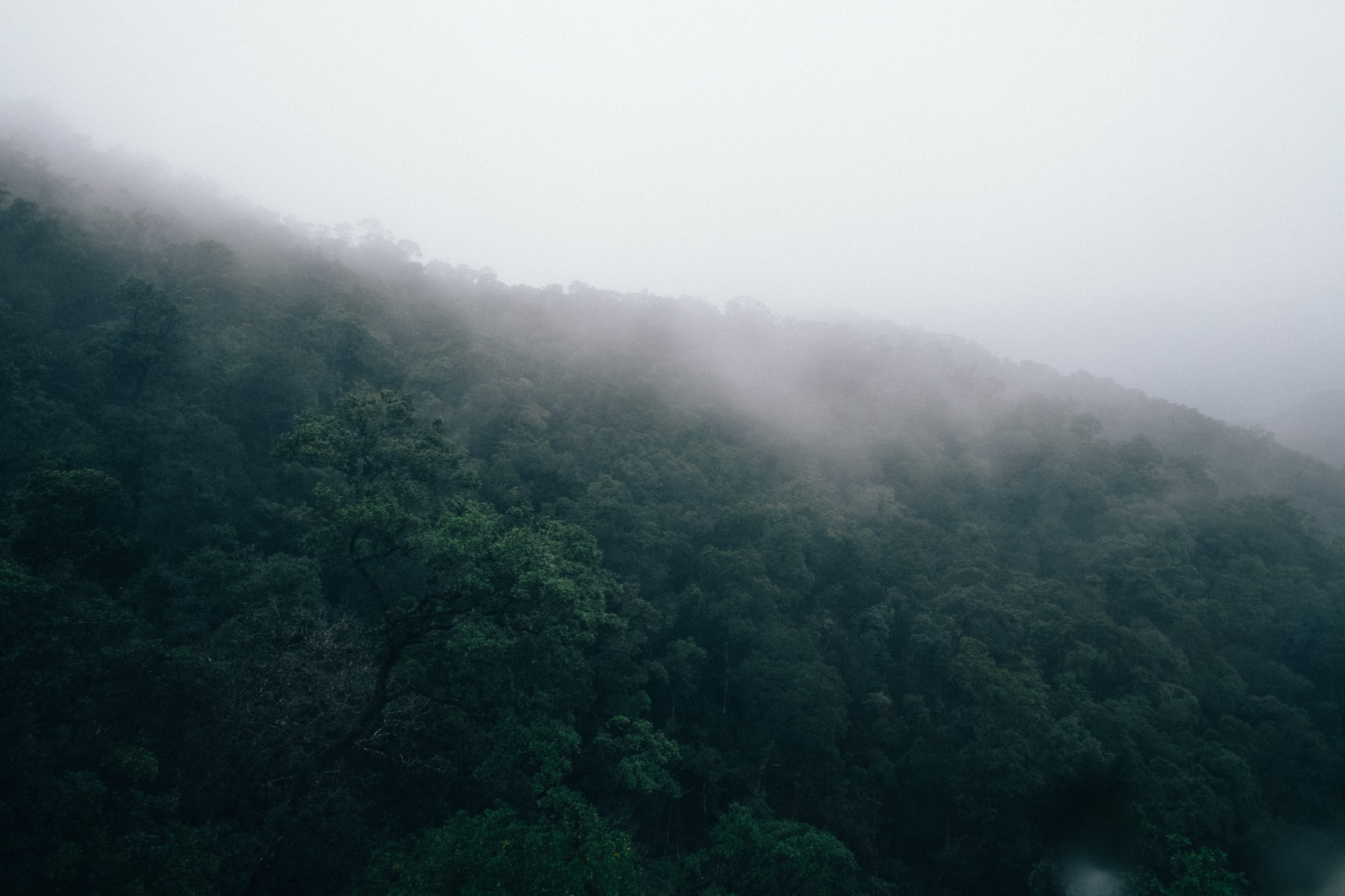 tranquil scene, plant, outdoors, treetop, beauty in nature, rainforest, non-urban scene, fog, remote, sky, foliage, environment, tree, land, forest, nature, HD Wallpaper