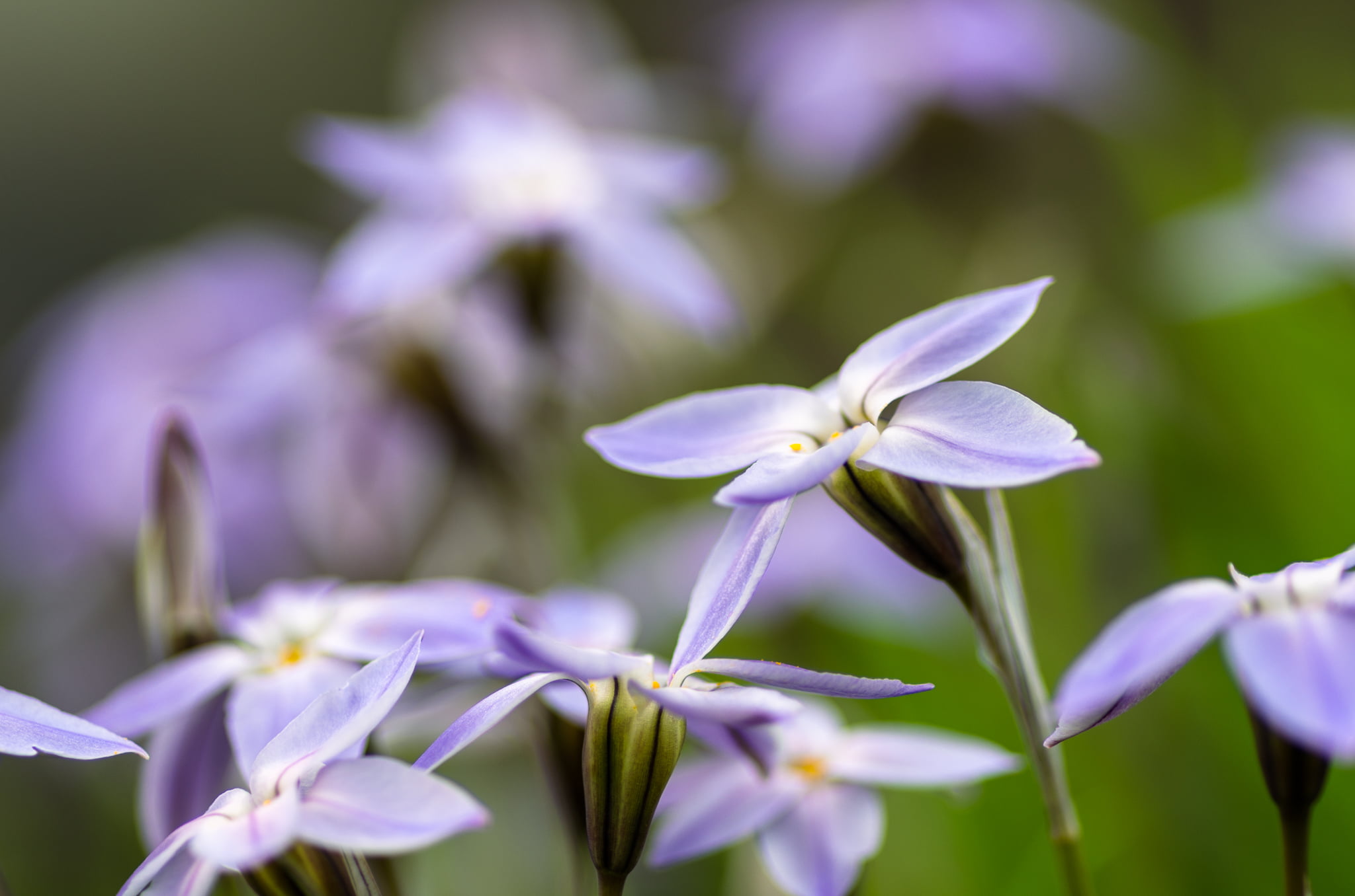 Blumen, Jahreszeiten, green, Flower  garden, 1080P, lavender, seasons, nature, photography, flowers, Pentax, Frühling, gelb, spring, WR, HD Wallpaper
