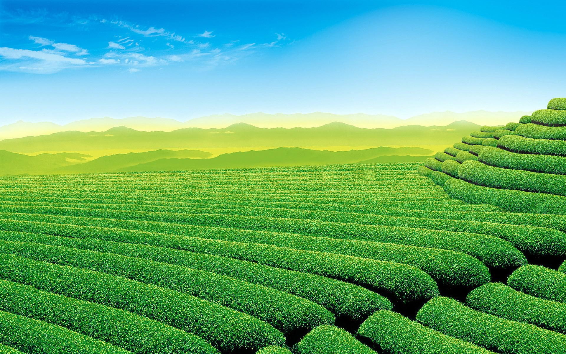tea, 1080P, garden, nature, HD Wallpaper