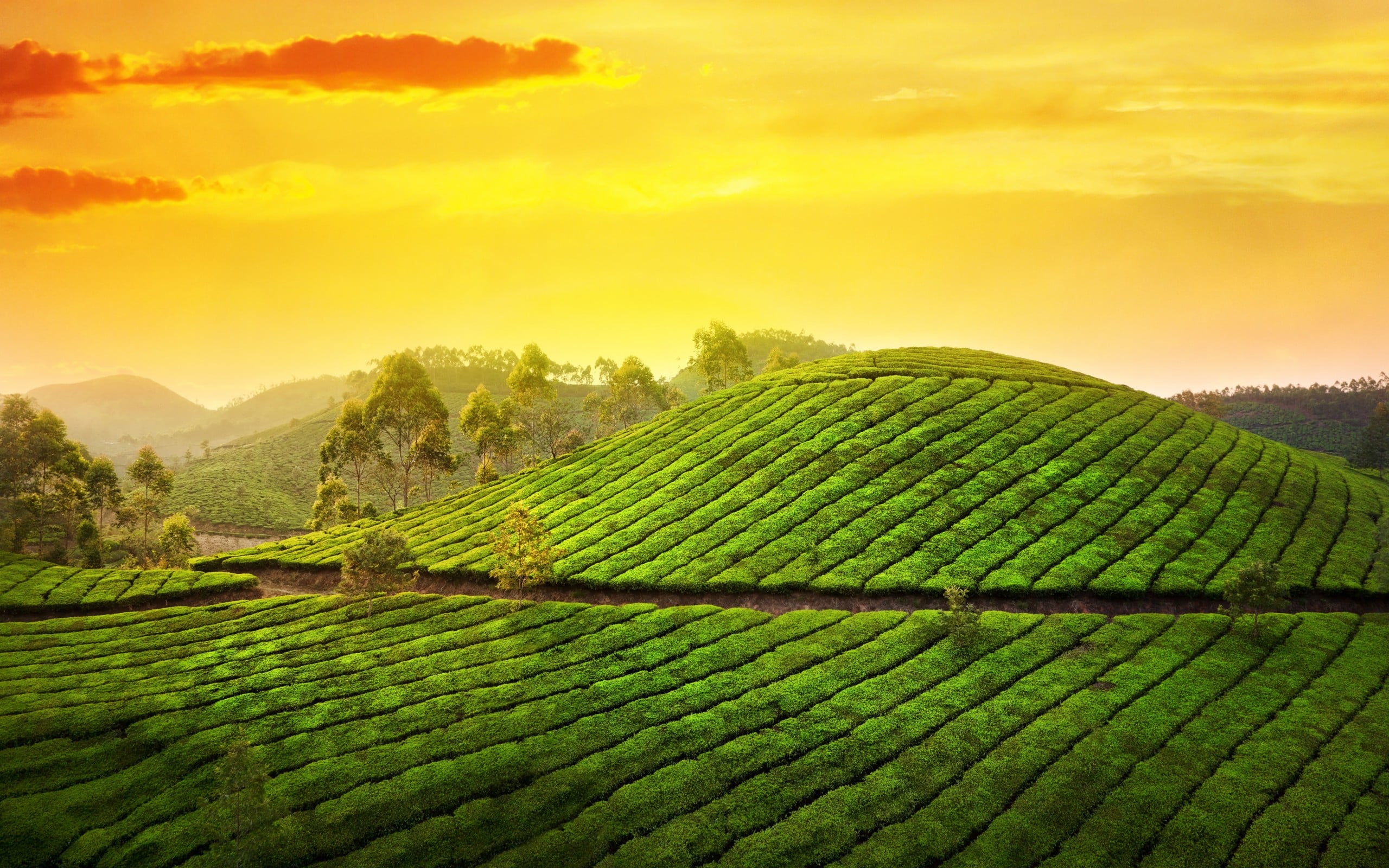 green, Nature, no people, plant, rural scene, landscape, 2K, garden, field, tranquility, outdoors, leafed, plantation, growth, agriculture, scenics - nature, HD Wallpaper