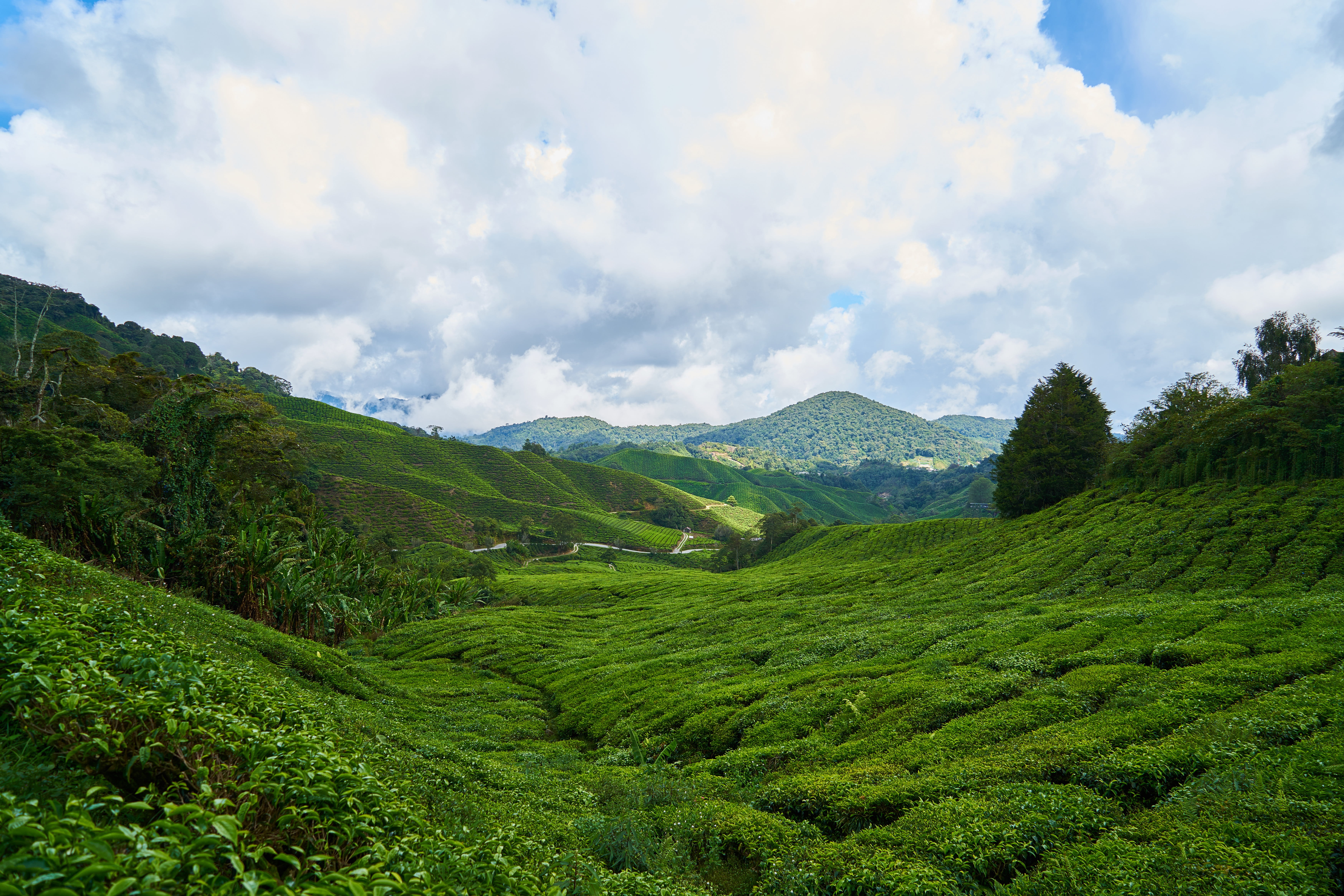 taylor, tiny tree, sky, green color, plant, no people, blue, outdoors, landscape, tea crop, 5K, green, field, tea garden, tea, leaves, clouds, peace, environment, HD Wallpaper