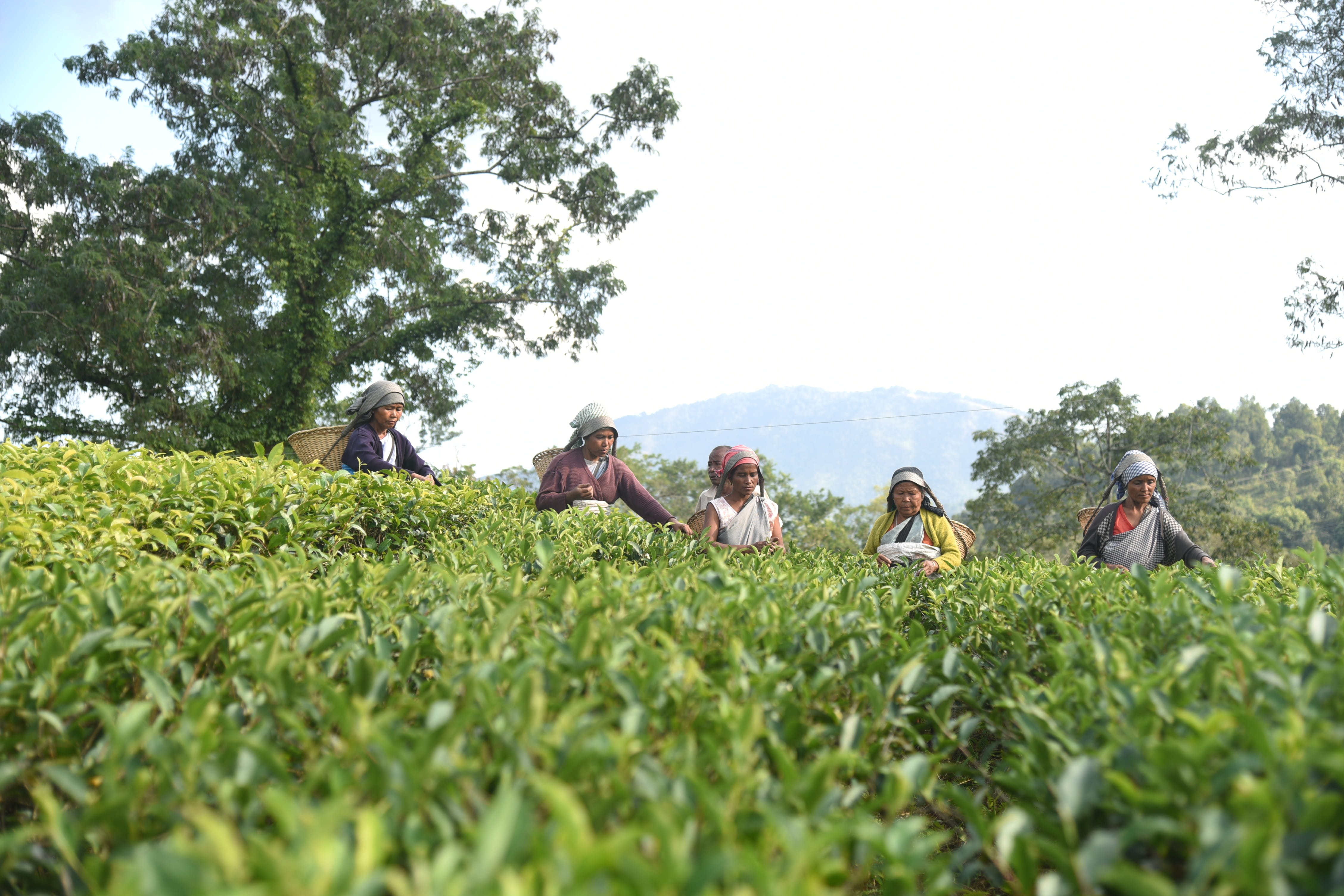plant, meghalaya, men, farmer, growth, real people, field, adult, garden, grass, lifestyles, outdoors, land, day, people, nature, leisure activity, sitting, HD Wallpaper