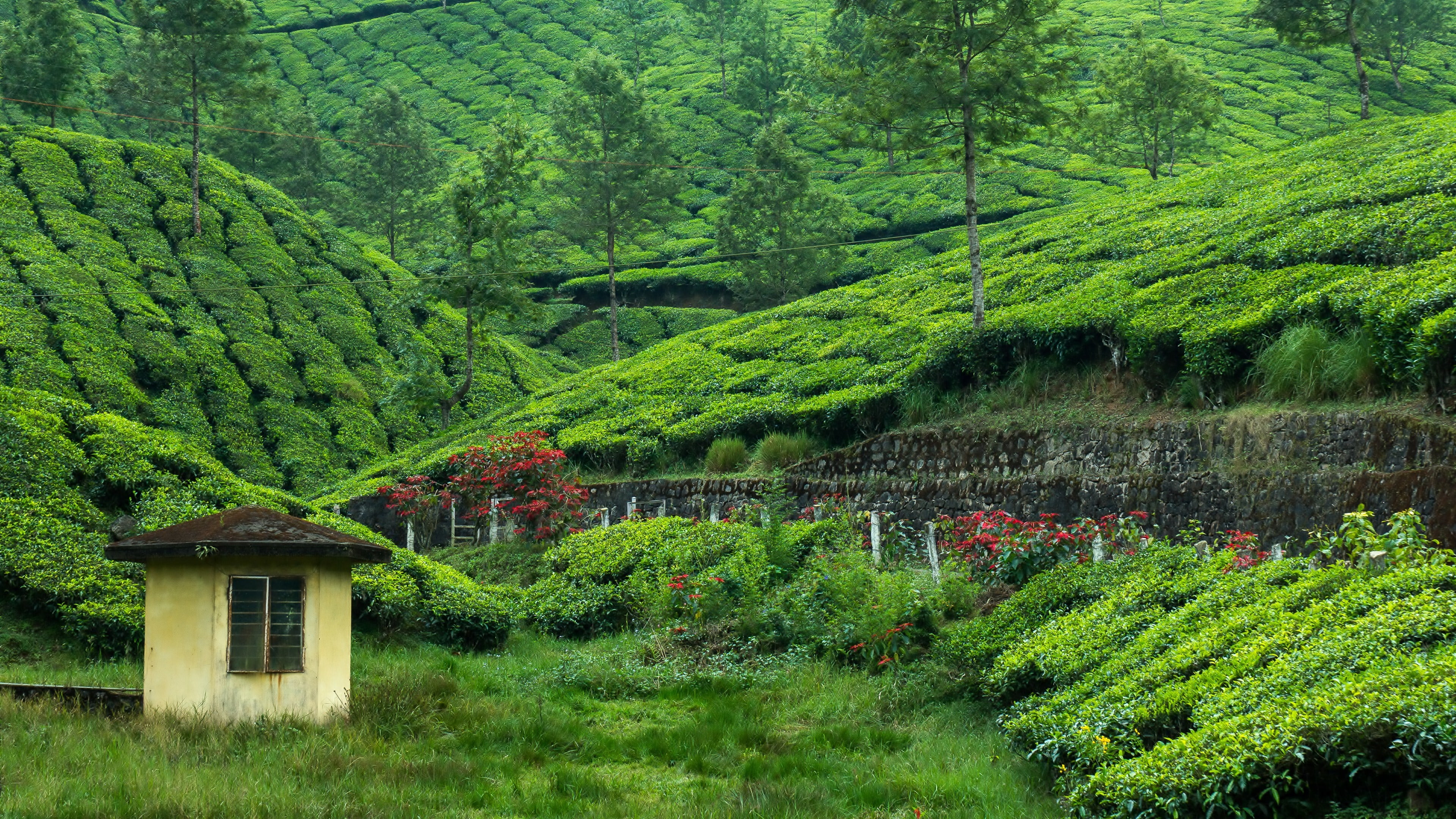 built structure, no people, tranquil scene, garden, foliage, beauty in nature, land, hill station, outdoors, nature, tea, building exterior, lush foliage, HD Wallpaper