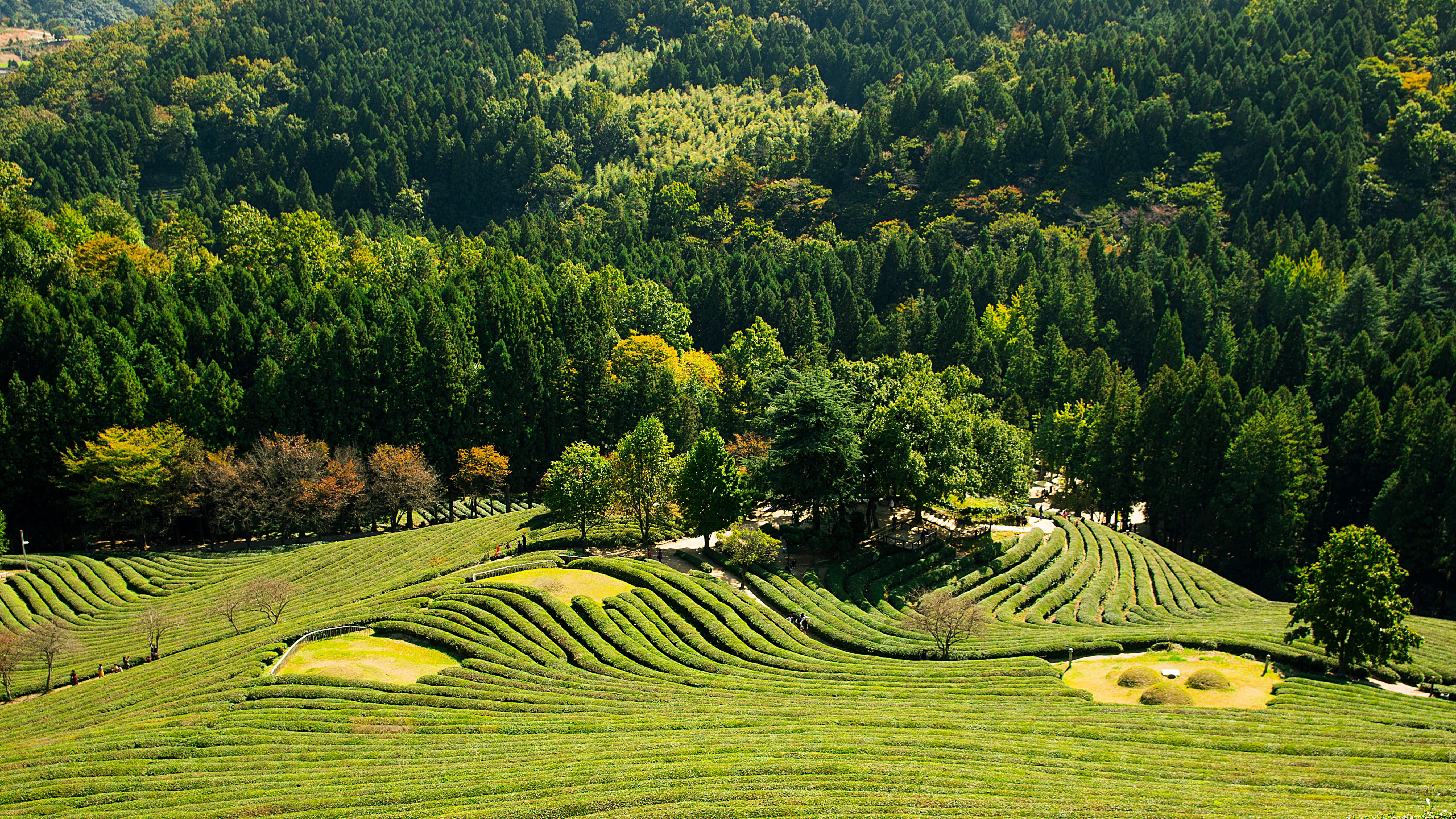 boseong, growth, tranquility, environment, greenery, crop, tree, plant, green, 5K, daytime, landscape, outdoor, land, tranquil scene, tea, field, agriculture, HD Wallpaper