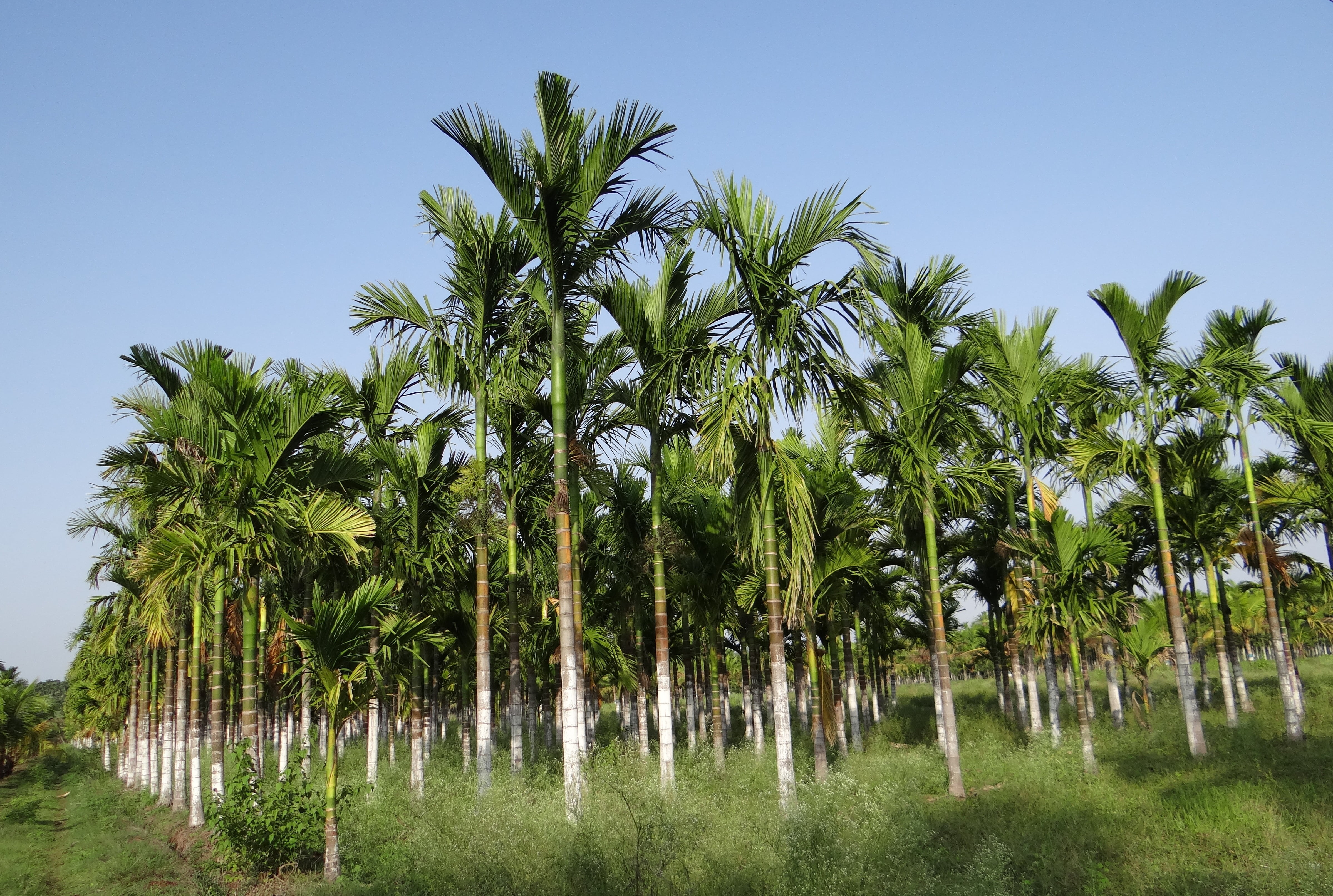areca catechu, day, india, growth, green color, blue, field, tree, beauty in nature, scenics - nature, land, palm tree, tranquility, 4K, plant, coconut palm tree, HD Wallpaper