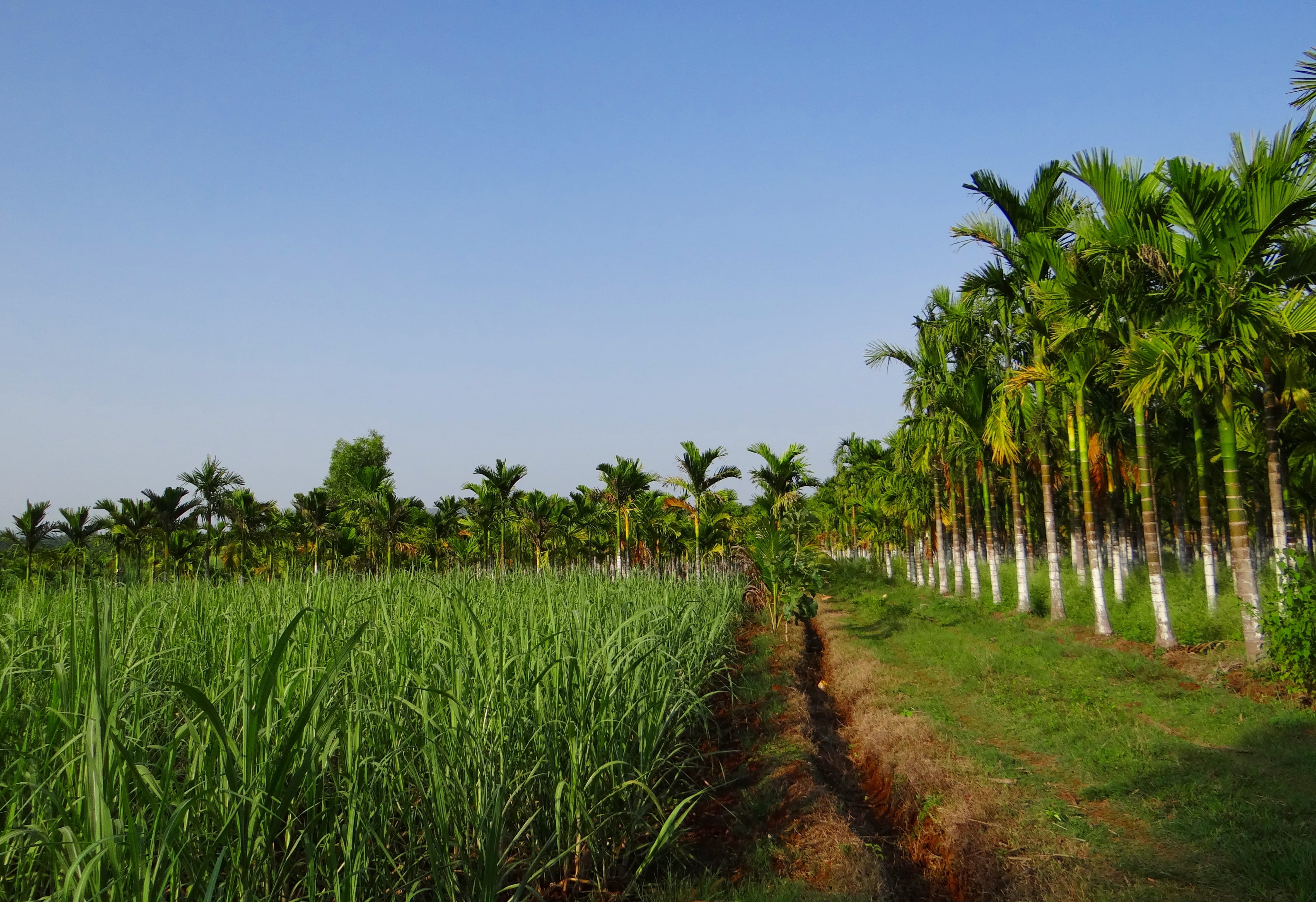 environment, sky, betelnut, tree, areca catechu, growth, outdoors, sugarcane crop, farm, food, Plantation, rural scene, palm tree, field, land, landscape, HD Wallpaper
