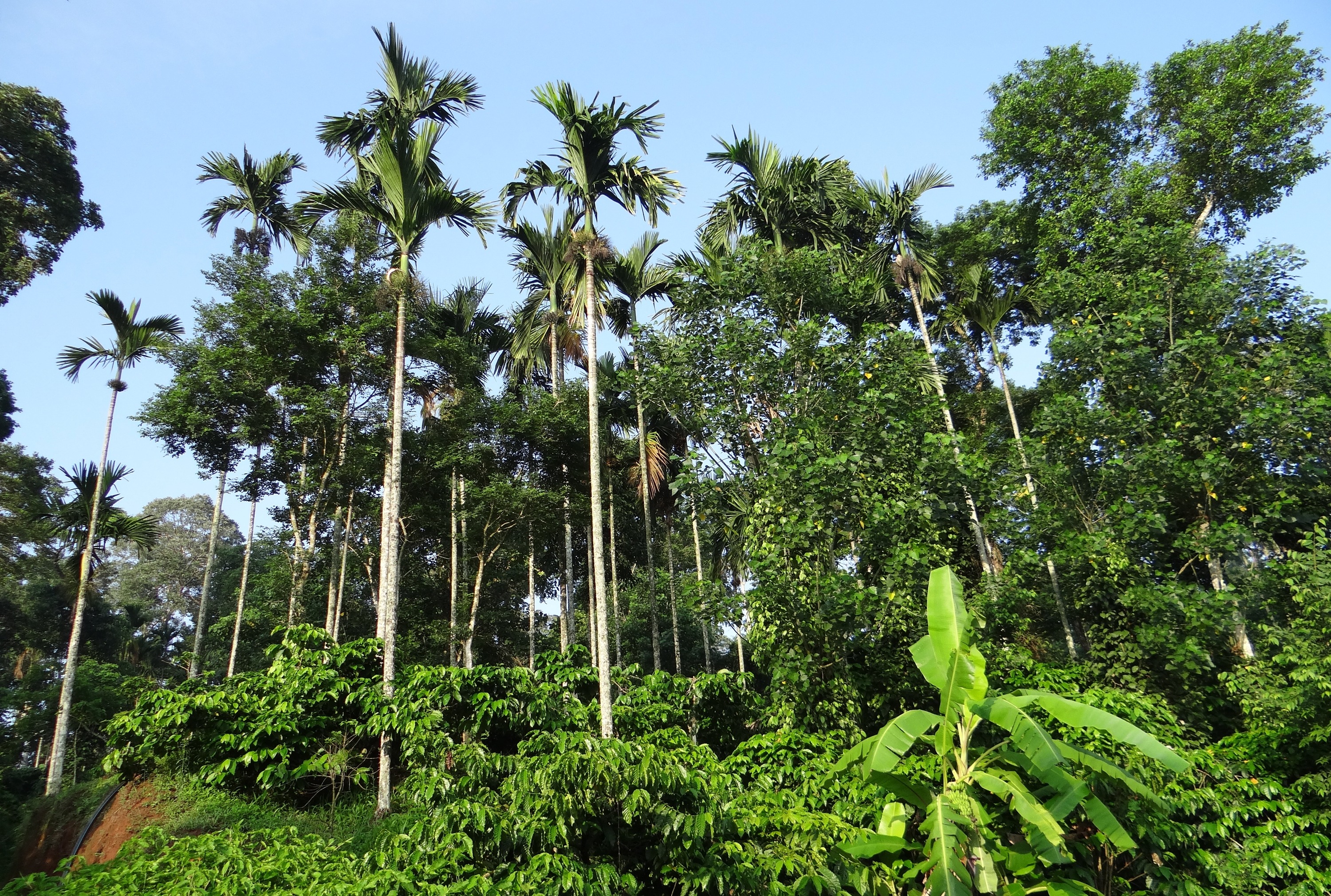 outdoors, hills, india, forest, green color, beauty in nature, foliage, coorg, ammathi, growth, areca palms, day, coffee plantation, tranquil scene, tropical climate, HD Wallpaper