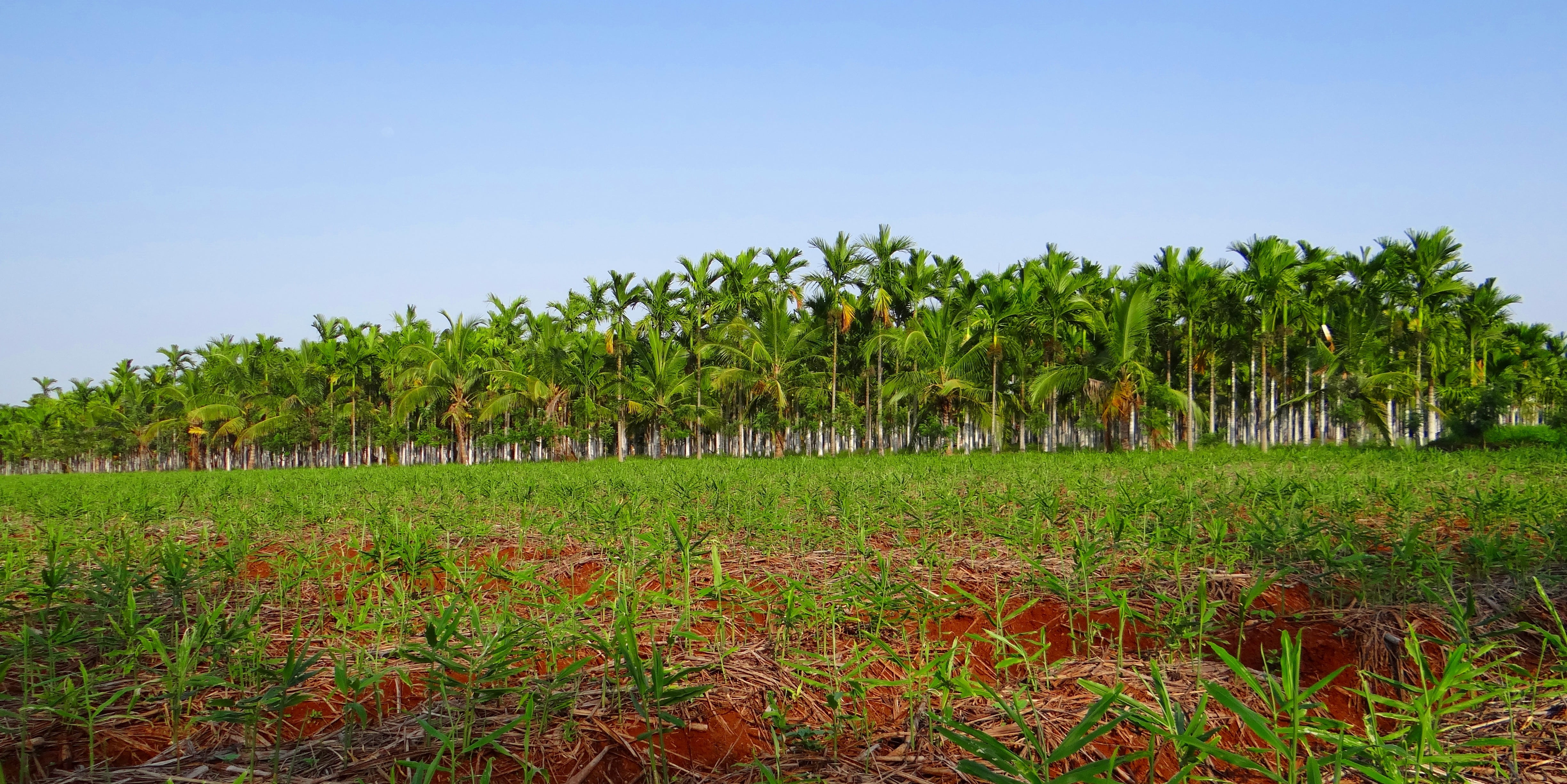 areca catechu, no people, scenics - nature, palm tree, tropical climate, areca palm, field, leaf, shimoga, food, nature, plantation, green Color, rural scene, HD Wallpaper
