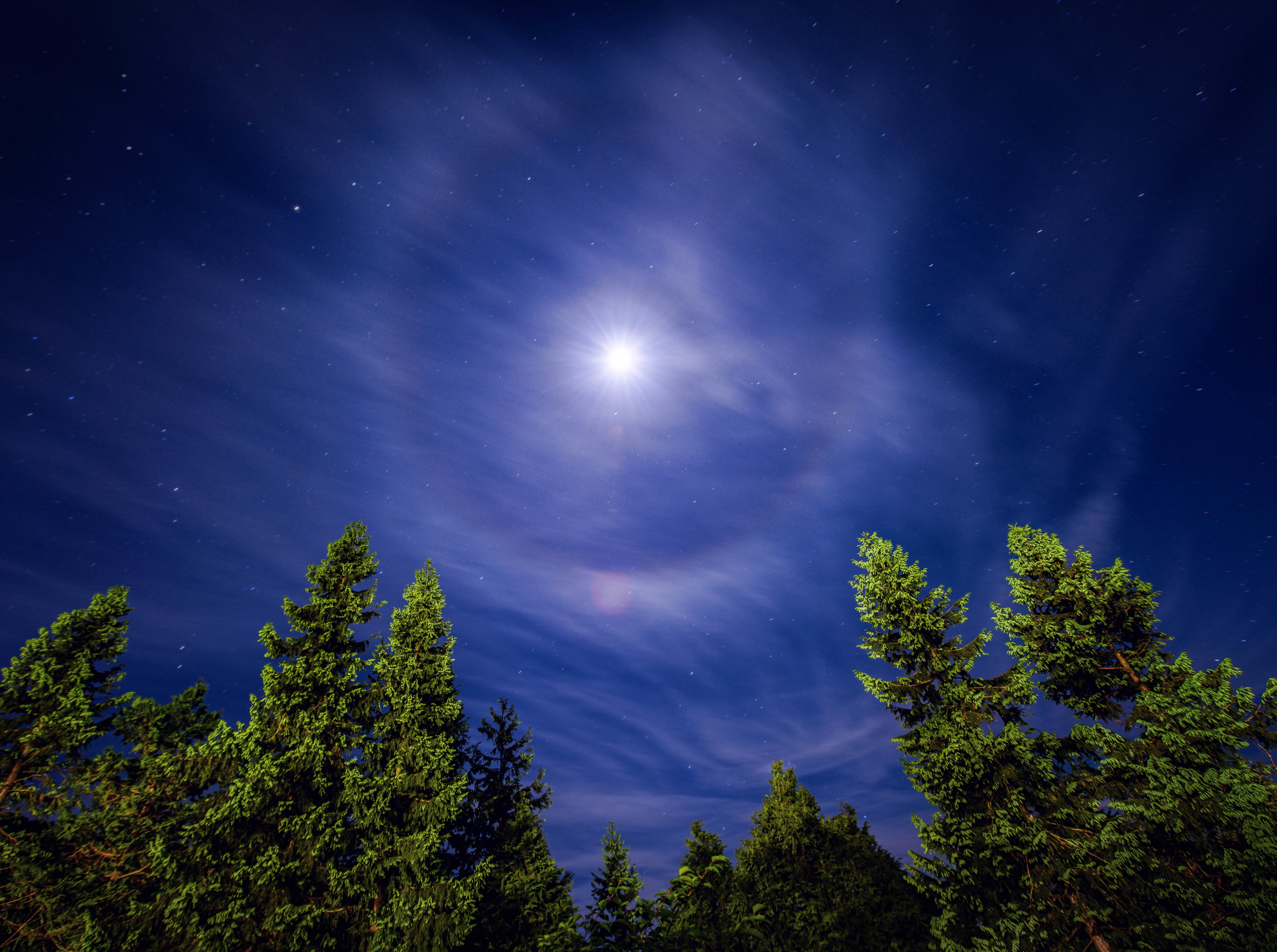 Moonlight, Trees, pine tree, lookingup, galaxy, tranquility, Nature, star - space, tree, Photography, full, Stars, low angle view, cloud - sky, Cloud, Moon, HD Wallpaper
