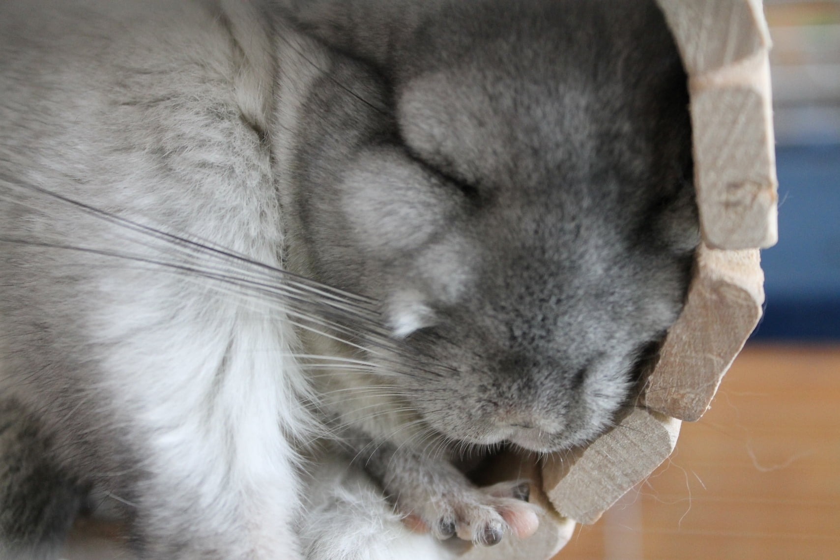 rodent, fur, animal, domestic Animals, 720P, whisker, animal Nose, human Face, cat, cute, animal Head, pets, one Animal, sleeping, indoors, animal themes, HD Wallpaper