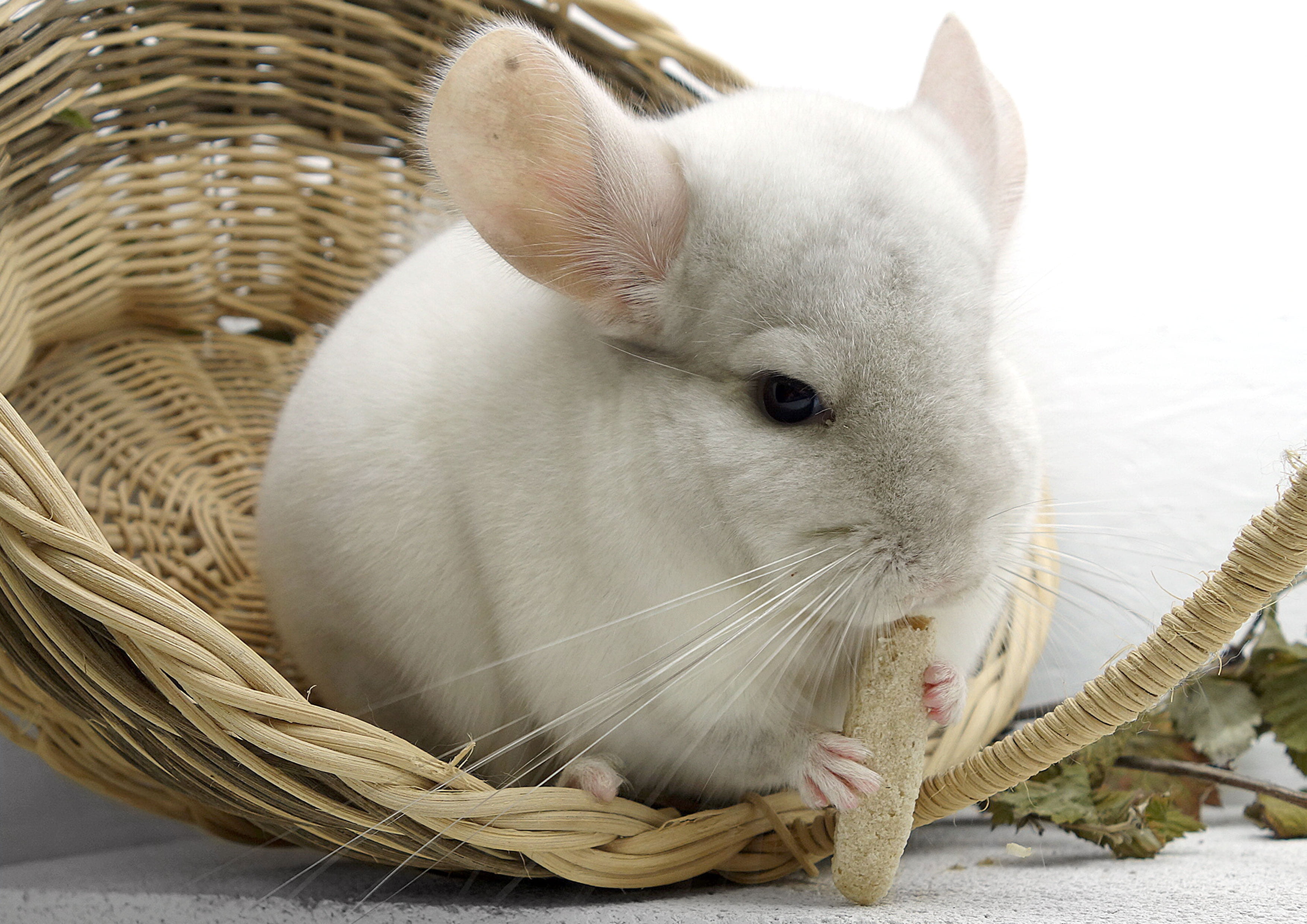2K, animal head, domestic, white, whisker, domestic animals, animal, basket, wicker, day, indoors, rodent, pets, one animal, white color, rabbit, rabbit - animal, HD Wallpaper
