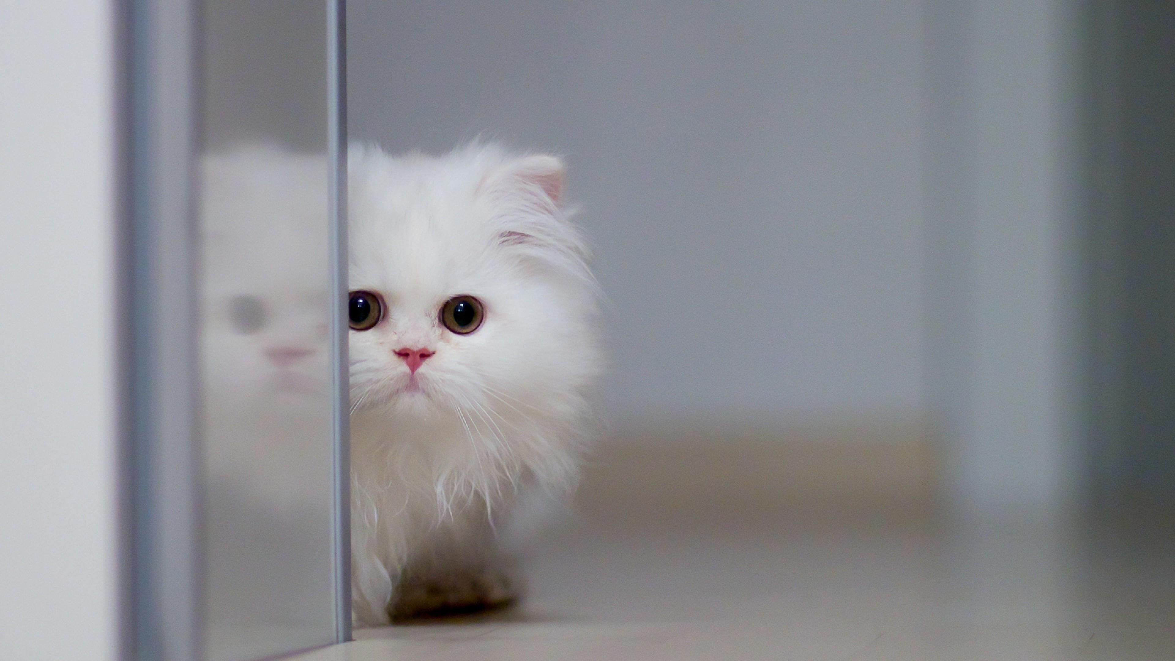 4K, kitten, cat, fluffy, animal, cute, HD Wallpaper
