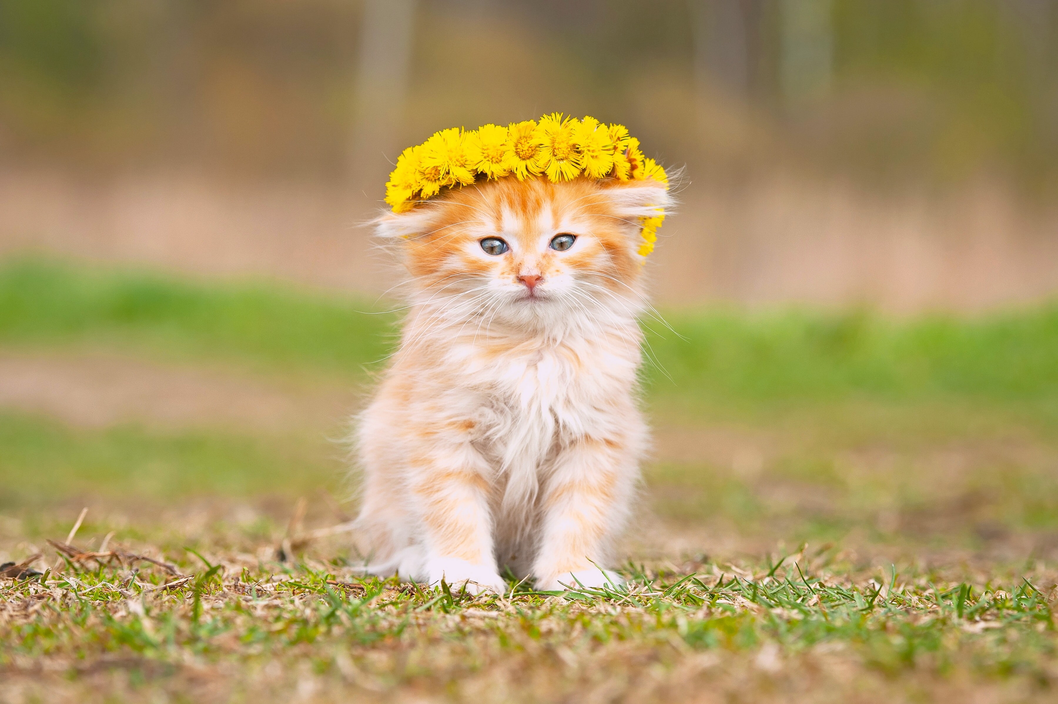 wreath, orange, flowers, fluffy, 2K, baby, tabby, kitten, HD Wallpaper