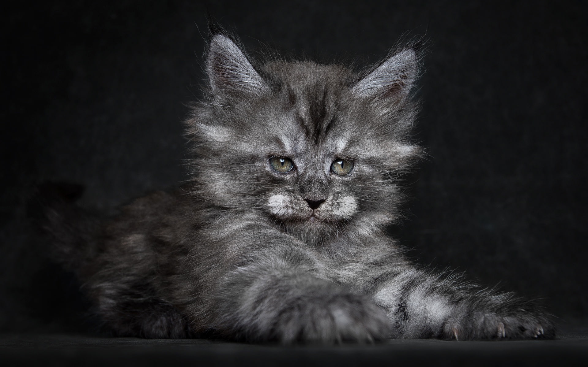 cute, cat, 1080P, fluffy, kitten, HD Wallpaper