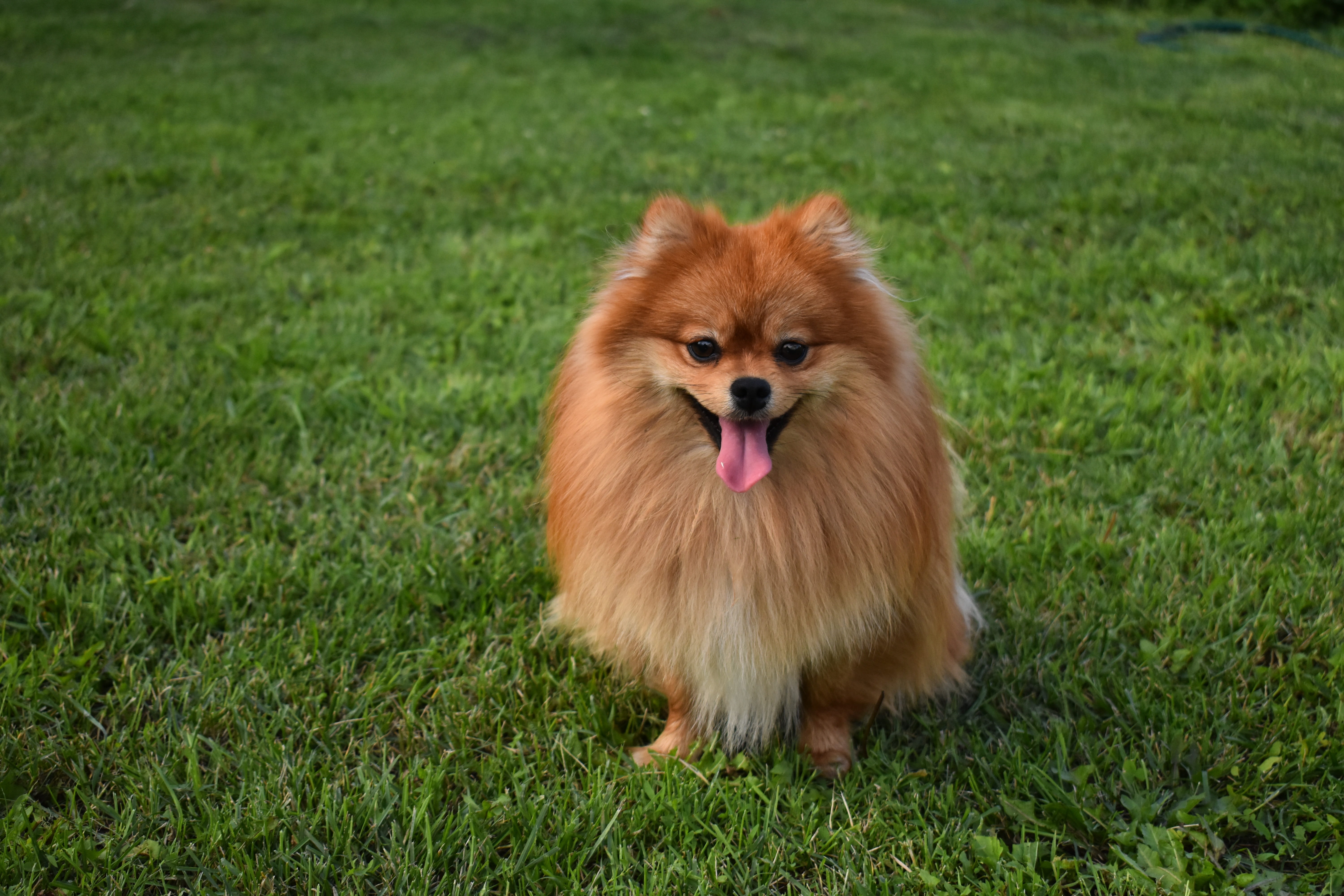 domestic animals, one animal, brown, smile, darling, 5K, pet, day, dwarf spitz, field, spitz, dog, grass, nature, land, portrait, home, mammal, animal themes, HD Wallpaper