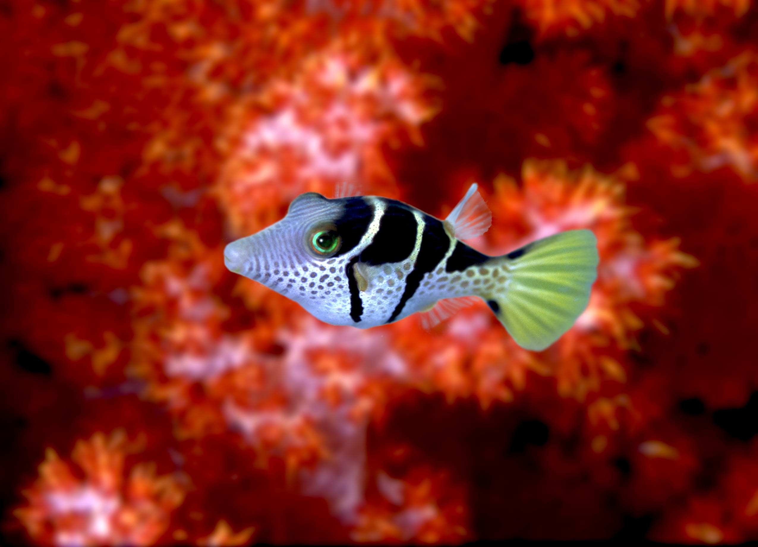 close-up, vertebrate, undersea, fish, underwater, nature, animal themes, juvenile box puffy, one animal, no people, animals in the wild, sea, saltwater fish, HD Wallpaper