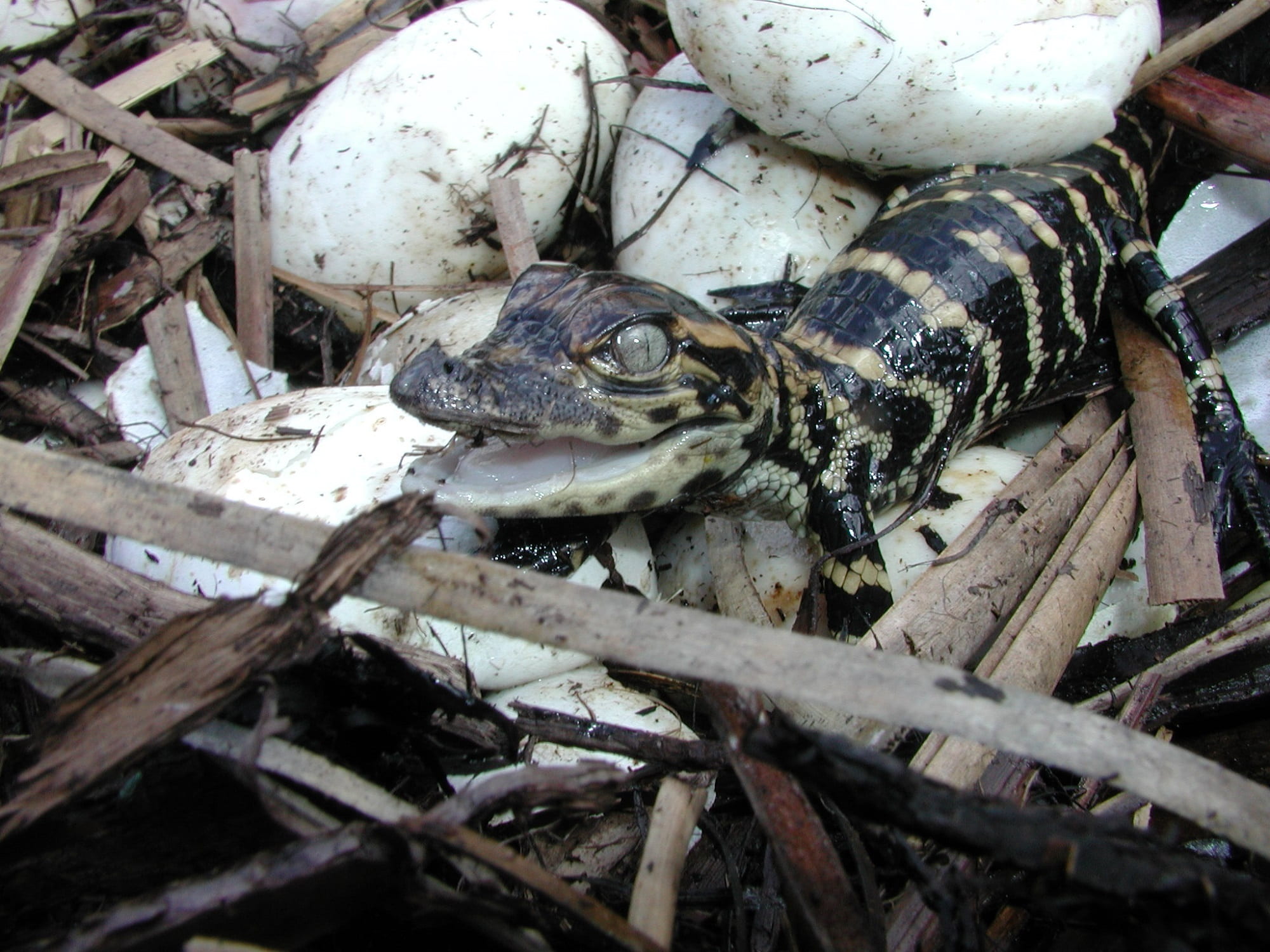 high angle view, hatched, baby alligator, land, black, animal shell, close-up, outdoors, eggs, amphibian, hatching, young, day, gray, wood - material, animal, HD Wallpaper