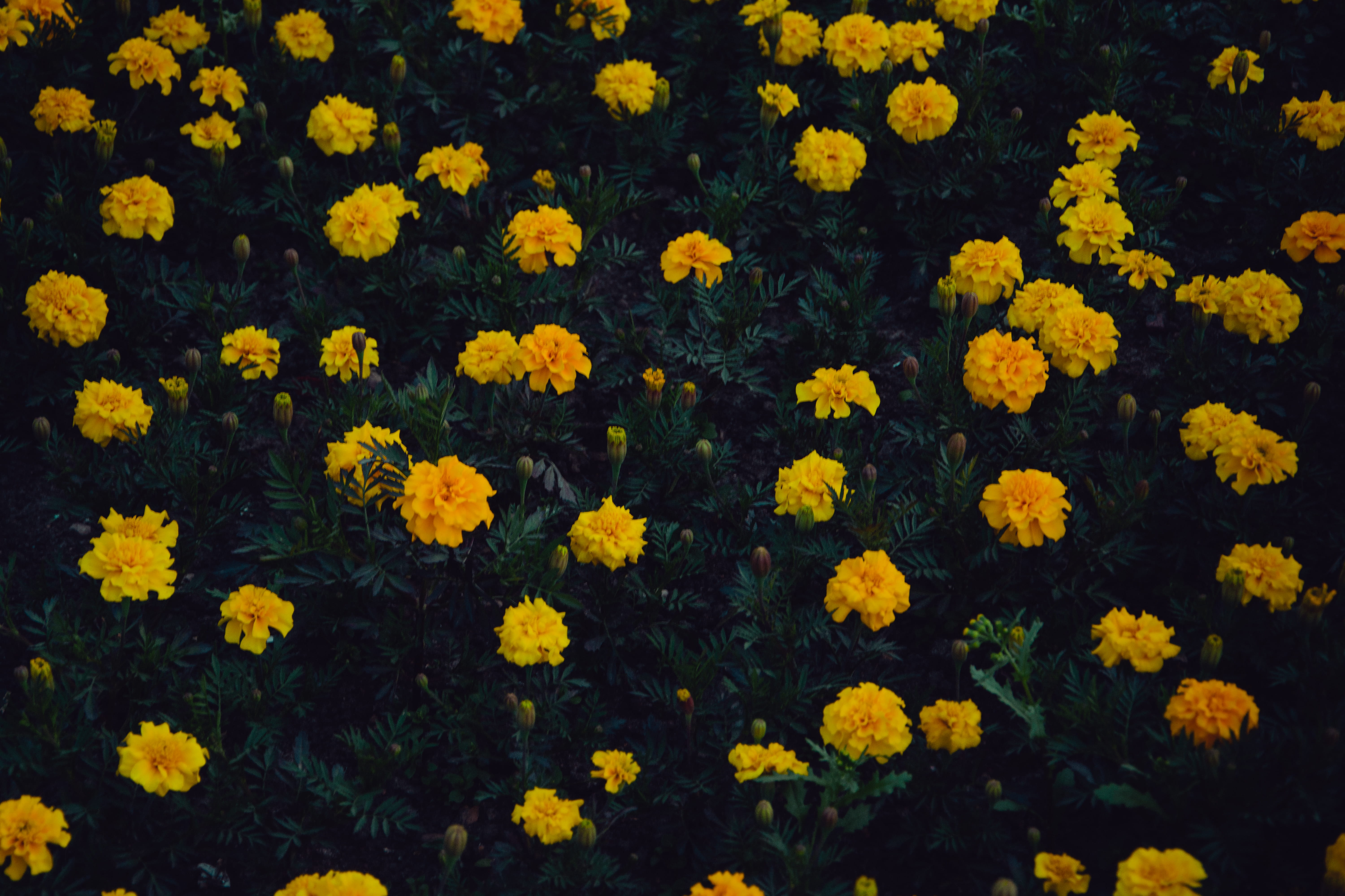 hd, flower, outdoors, inflorescence, field, full frame, fragility, flower head, 5K, freshness, beautiful, plants, close-up, yellow flowers, HD Wallpaper