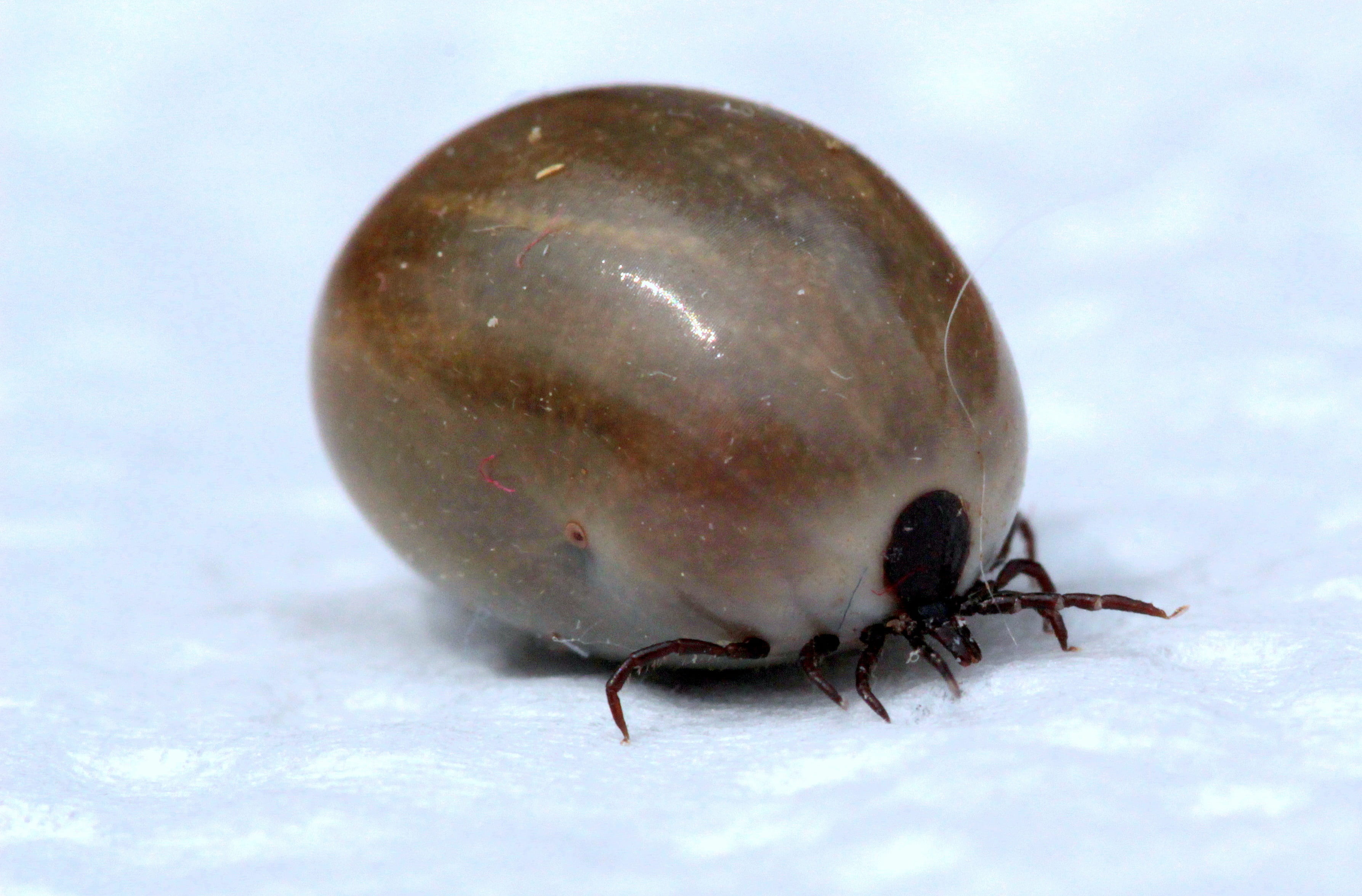 bloodsucking ectoparasite, animal body part, invertebrate, mollusk, 2K, white, crawl, selective focus, mites, close-up, close, one animal, nature, tick, HD Wallpaper