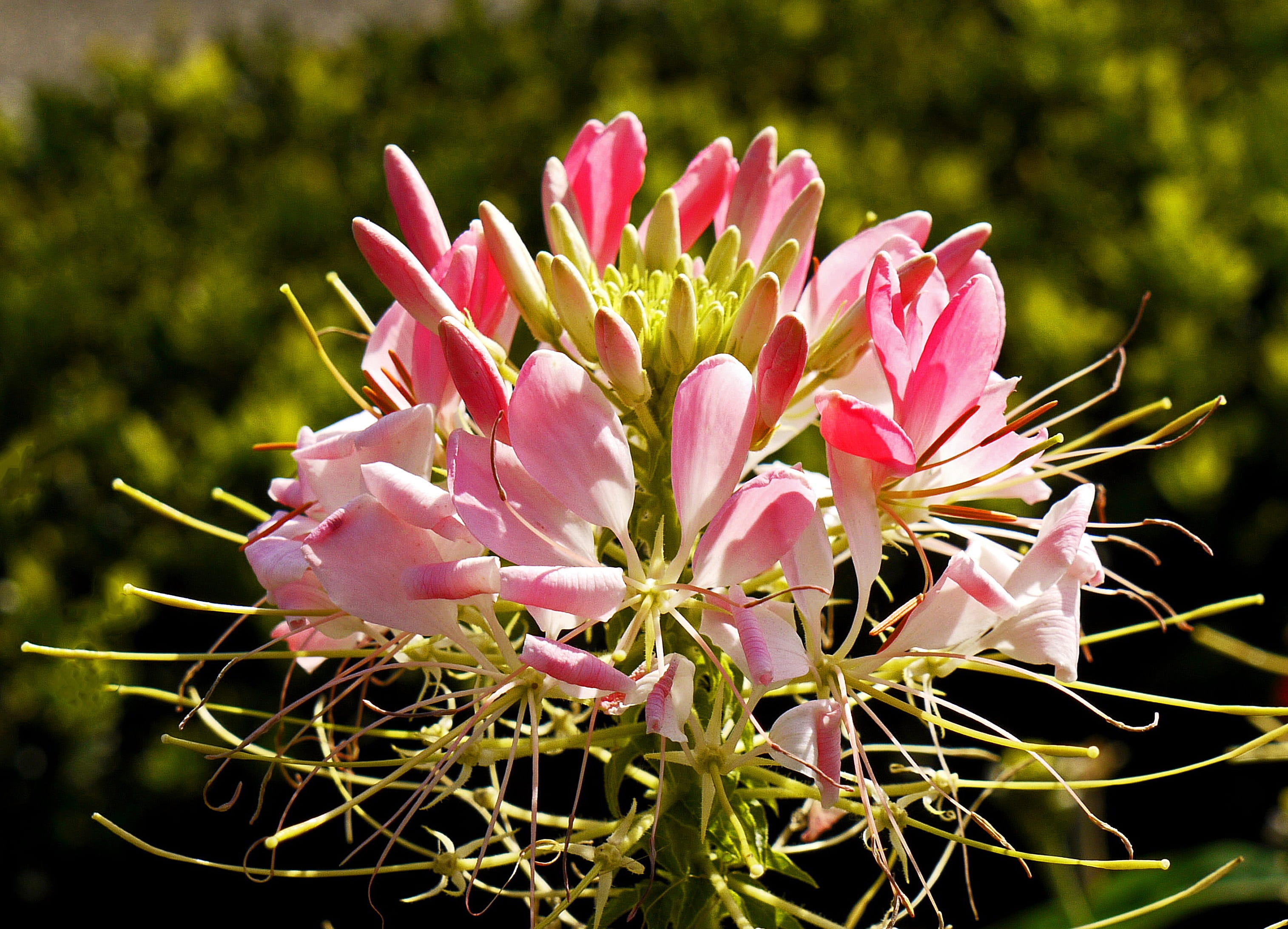 pink color, no people, petal, beauty in nature, flower, fragility, petals, bud, park flower, focus on foreground, vulnerability, white, castle park, multiple, HD Wallpaper