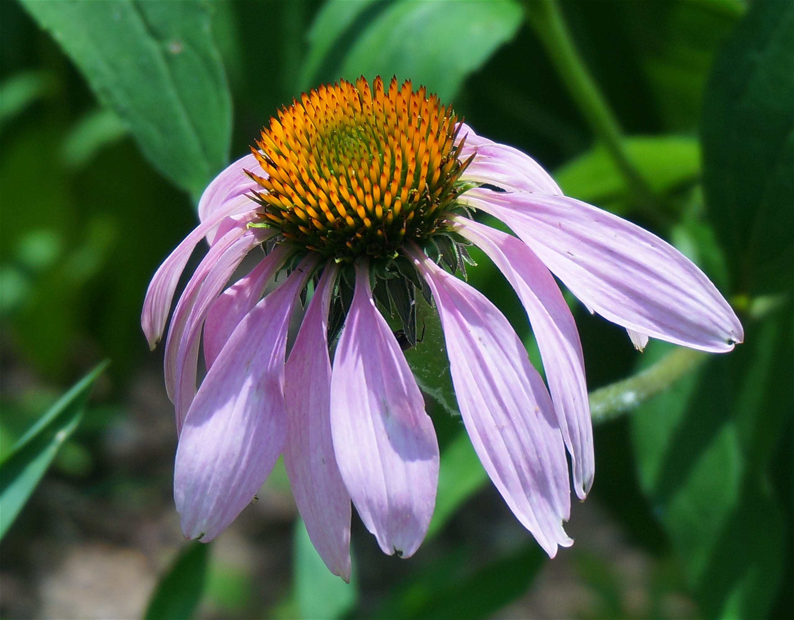 no people, cone flower, beauty in nature, freshness, echinacea, garden, fragility, vulnerability, close-up, day, inflorescence, blossom, purple, coneflower, HD Wallpaper