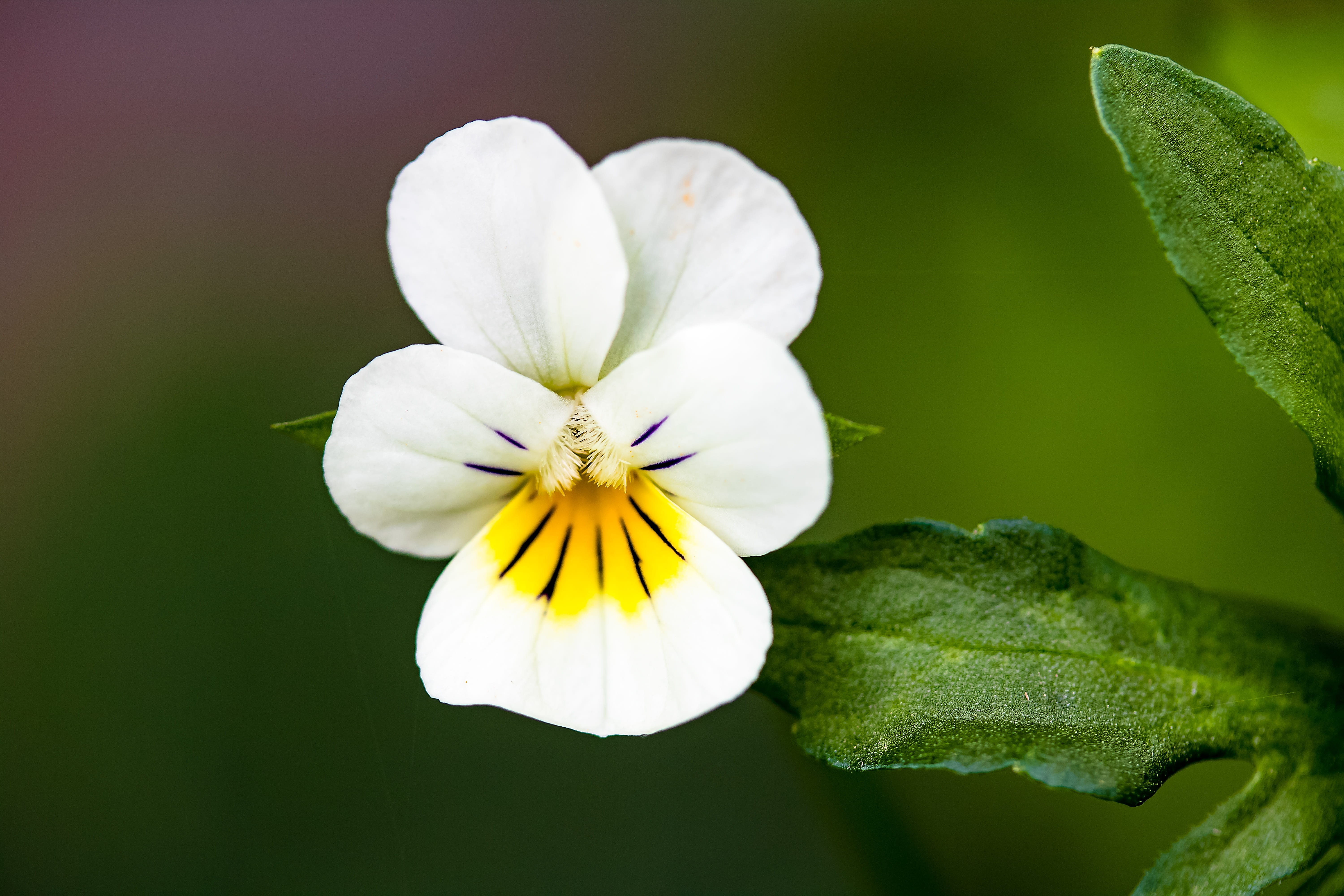 growth, mother of god of the shoe, white, nature, bloom, beautiful face, flower, flower head, fragility, close, close-up, outdoors, wild pansy, inflorescence, HD Wallpaper