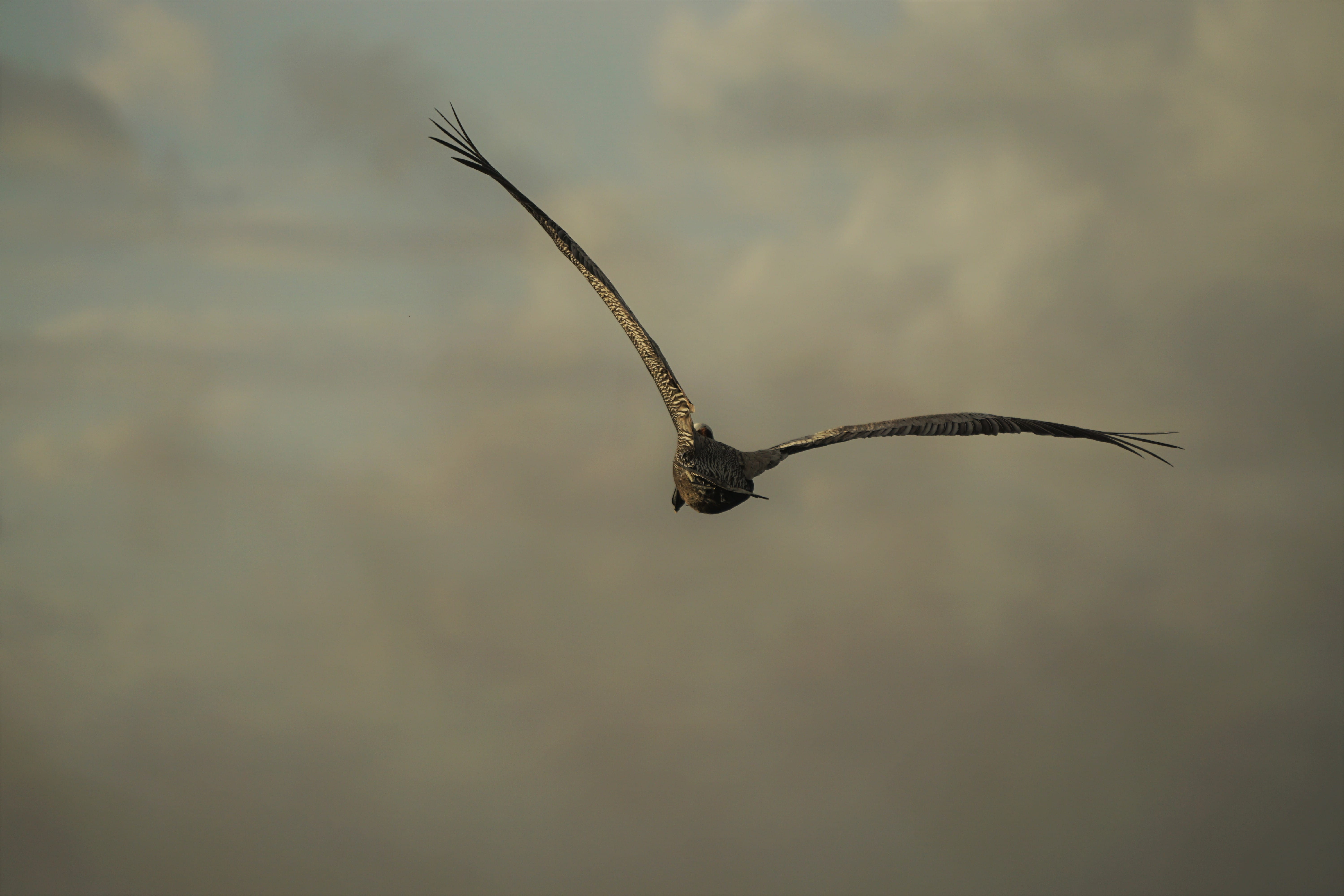 spread wings, feather, skyscape, feathers, 5K, nature, plant, head, sky, animal themes, day, no people, guadeloupe, close-up, lift-off, bird of prey, one animal, HD Wallpaper