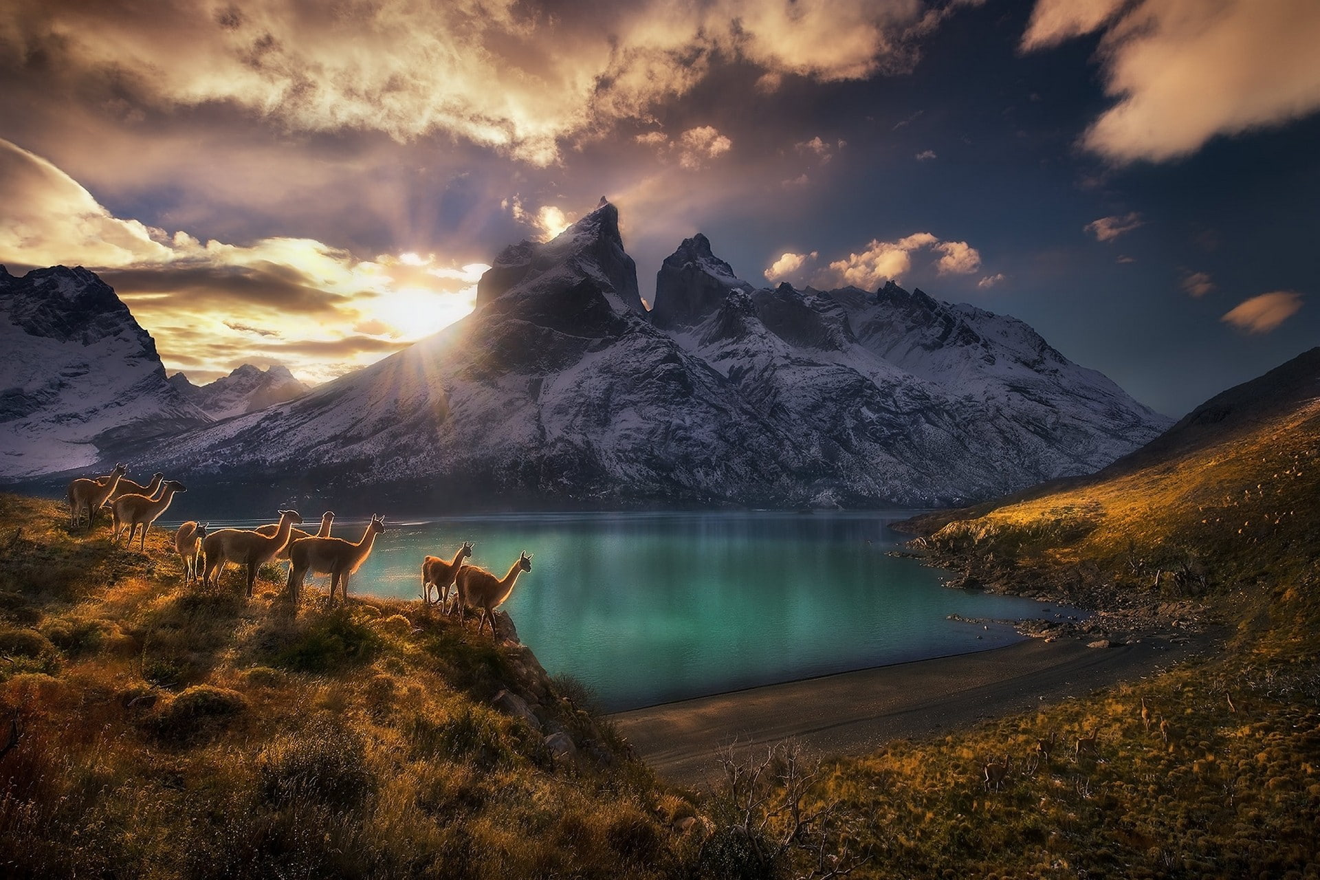 sky, nature, clouds, landscape, 1080P, photography, sunset, sunlight, guanaco, mountains, Torres del Paine, camelid, lake, Chile, dry grass, HD Wallpaper