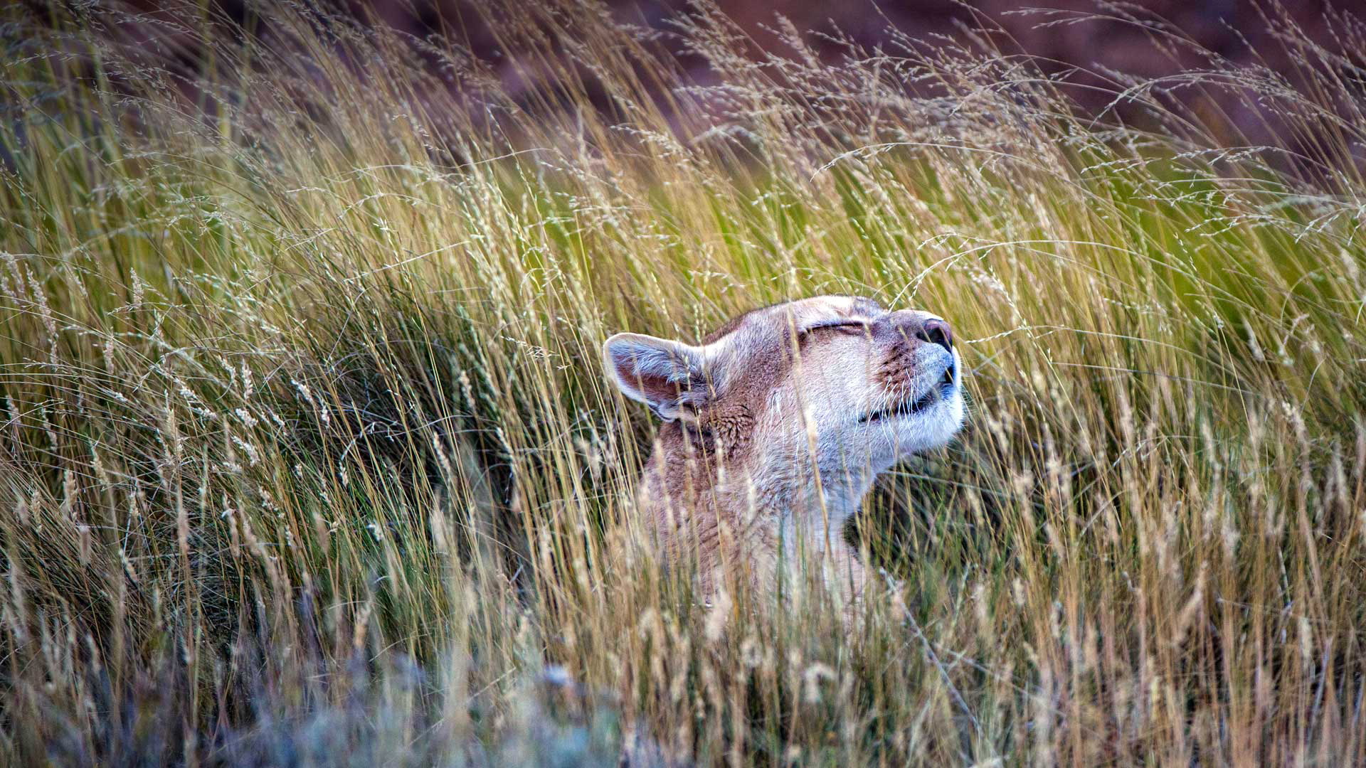 National Park, Chile, cat, grass, Puma, Torres del Paine, 1080P, HD Wallpaper
