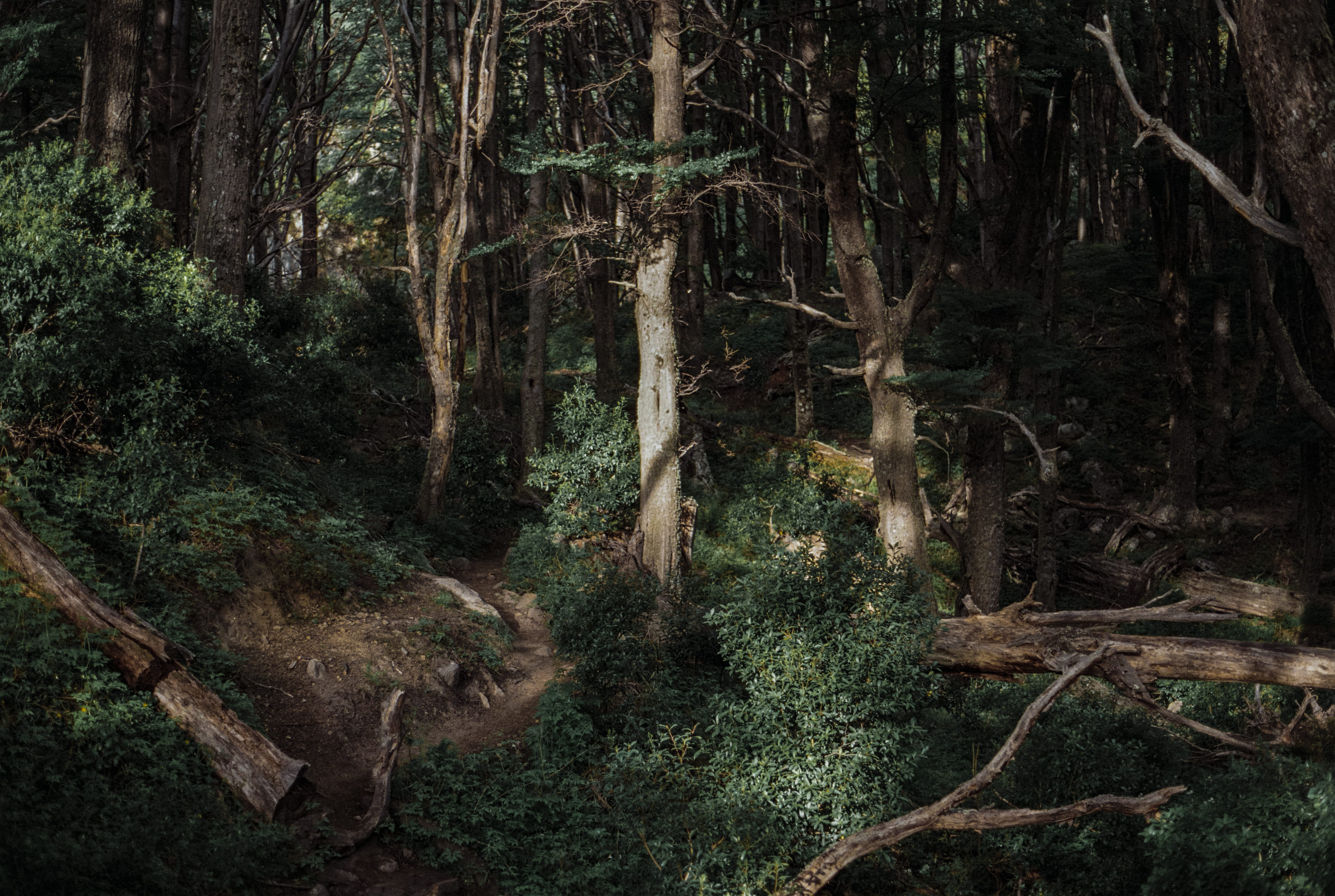 trees, forest, tranquility, plant, tree, non-urban scene, day, remote, path, chile, no people, rainforest, torres del paine national park, green color, HD Wallpaper