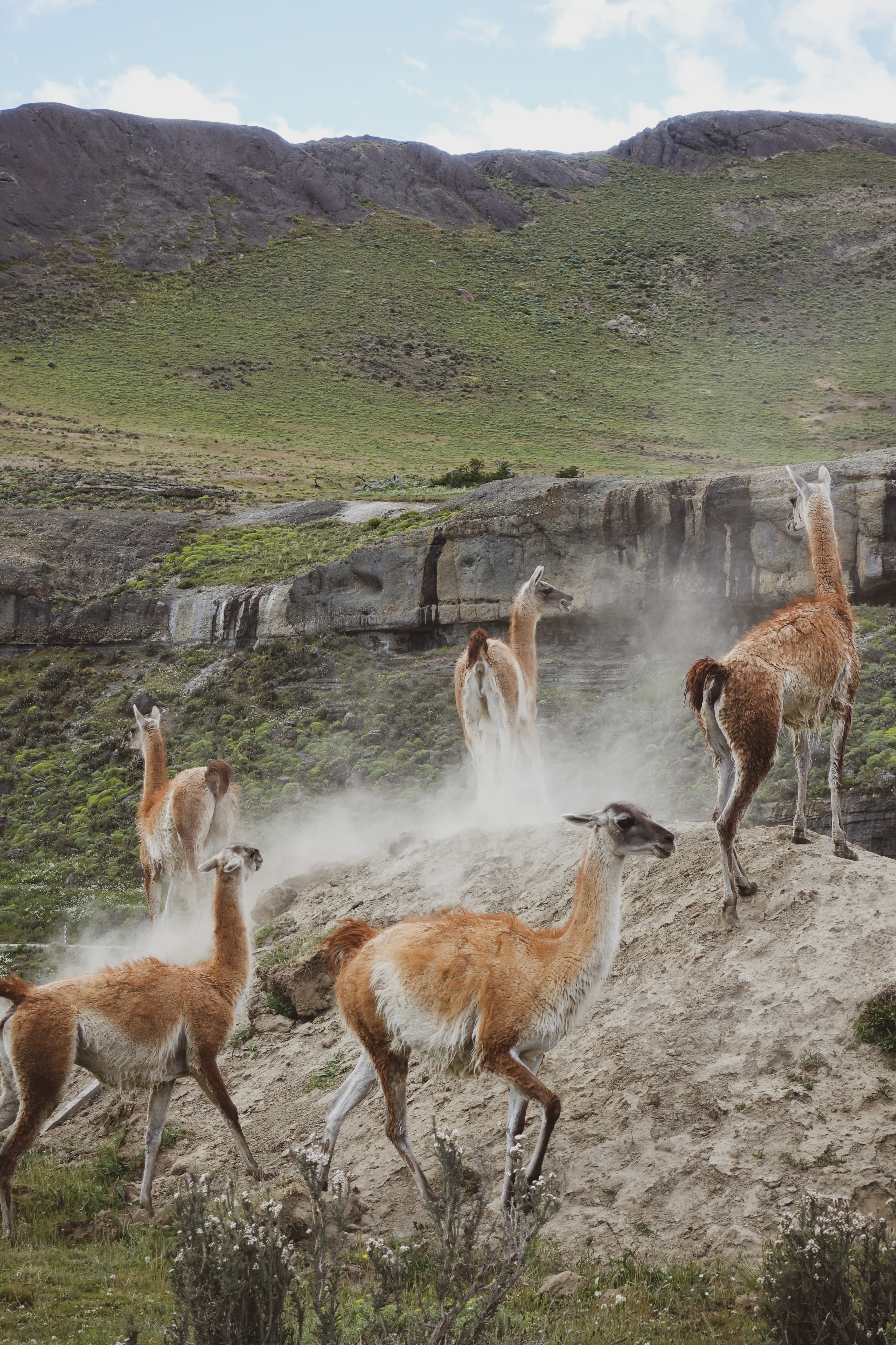 animal themes, rural, llama, next, antelope, plant, gazelle, daytime, vertebrate, meadow, countryside, wildlife, day, beauty in nature, pasture, torres del paine national park, Phone HD Wallpaper