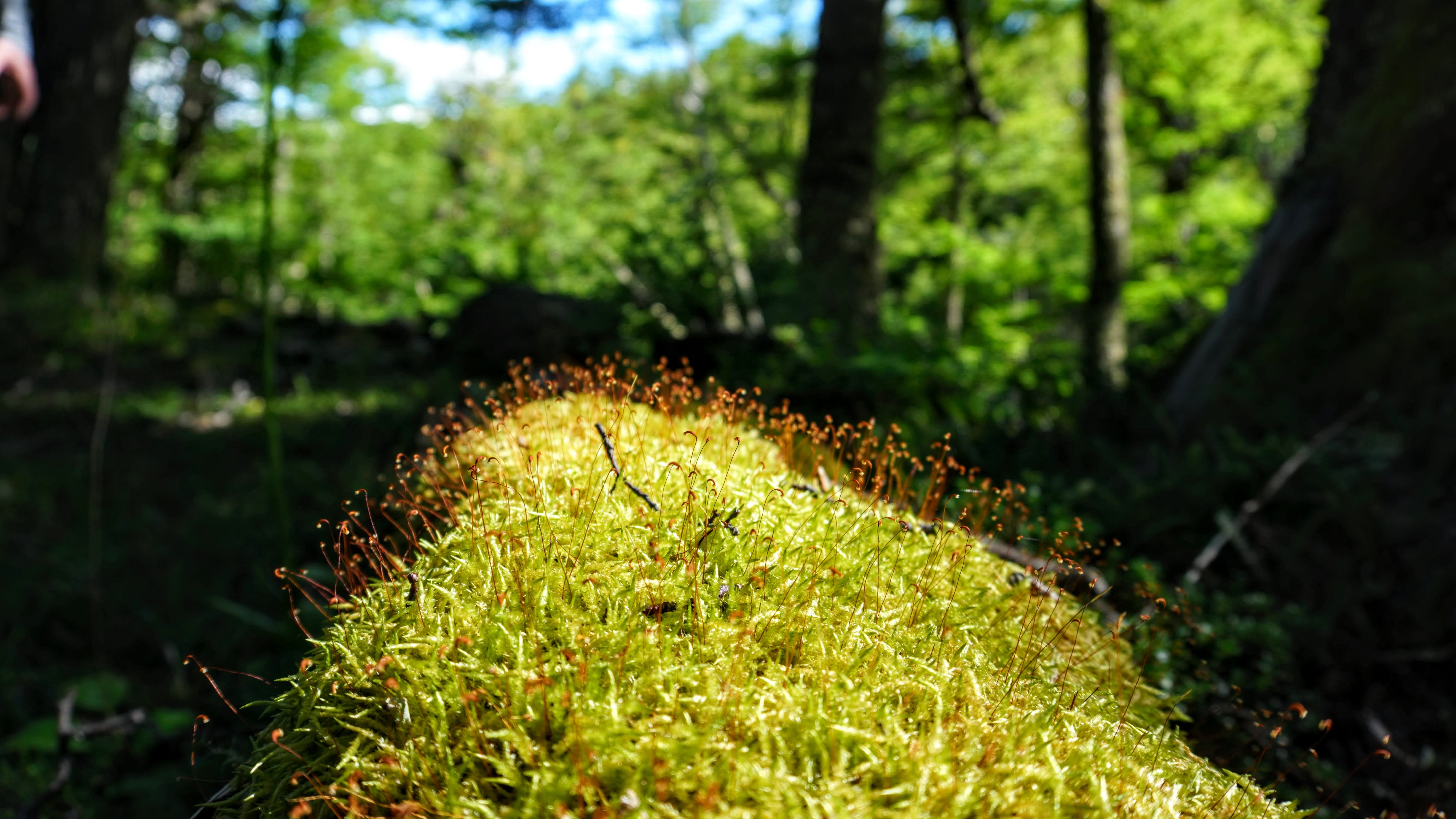 no people, patagonia, outdoors, tree, close-up, trunk, tranquility, focus on foreground, forest, selective focus, plant, tree trunk, moss, beauty in nature, HD Wallpaper