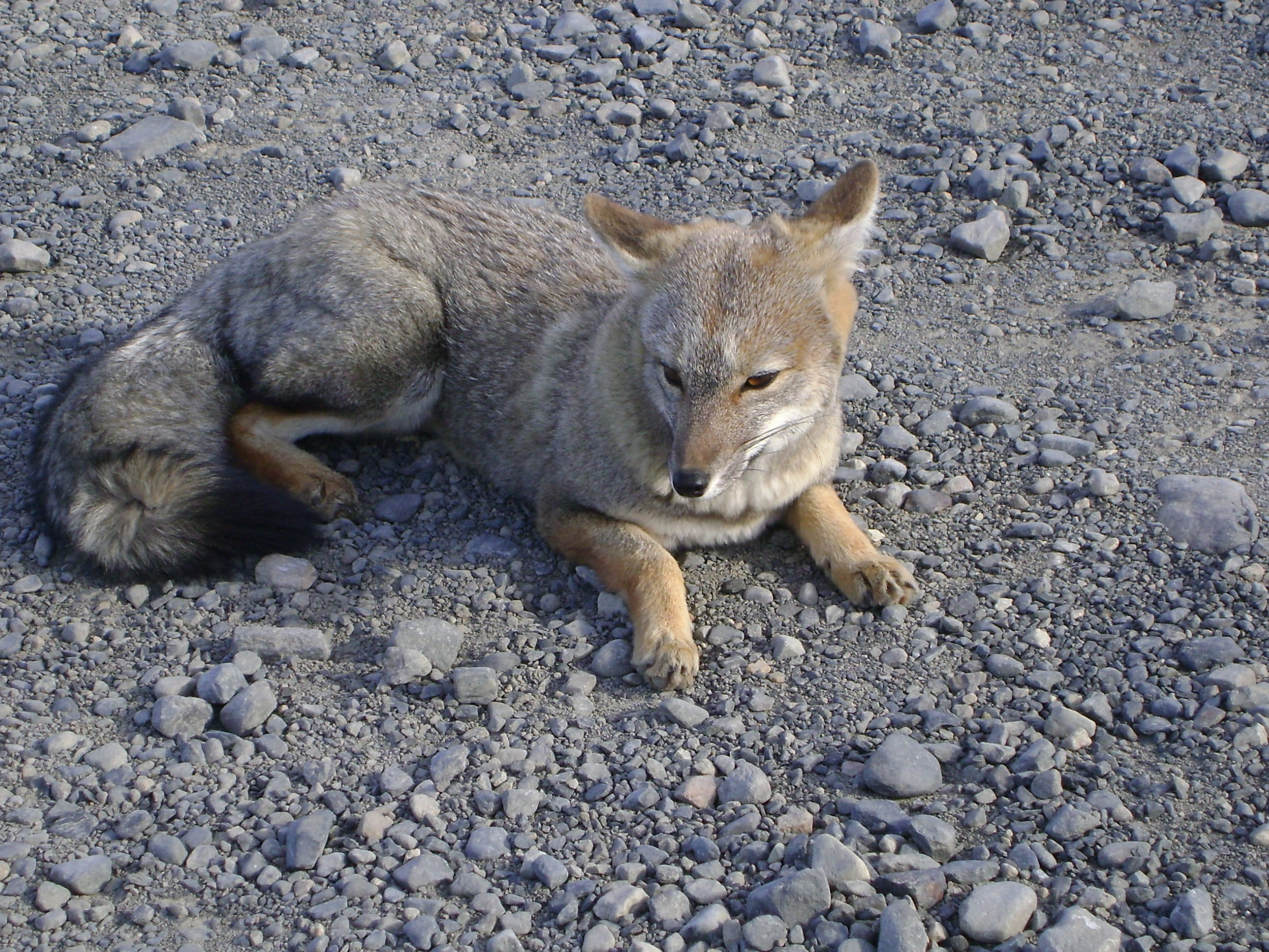 pets, pebble, high angle view, sand, Chilean Patagonia, stone, nature, mammal, animal world, animal wildlife, animal themes, solid, Fox, rock, one animal, HD Wallpaper
