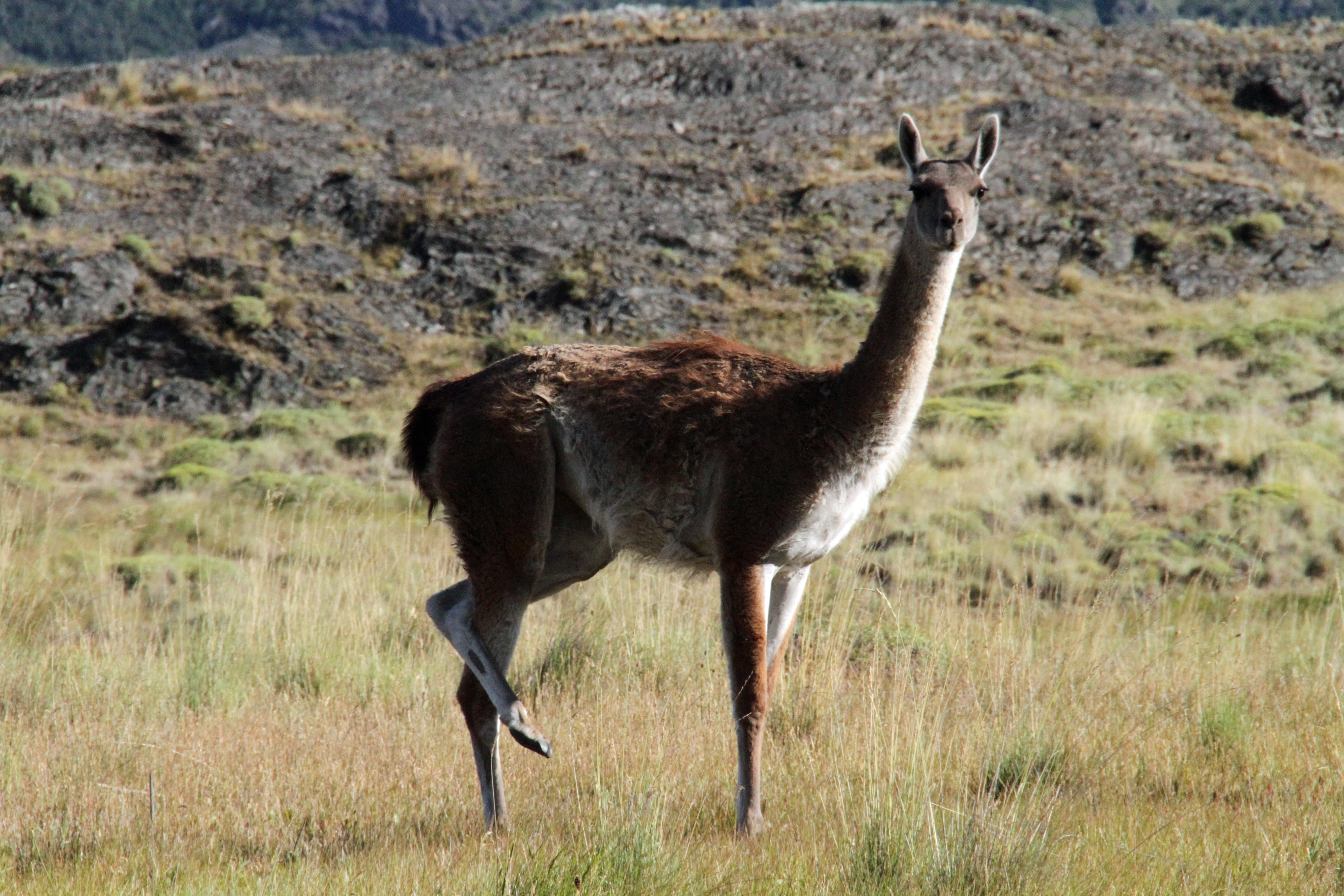 south, Patagonia, domestic animals, mammal, outdoors, standing, arid climate, chilean, environment, livestock, animal themes, vertebrate, field, land, landscape, HD Wallpaper