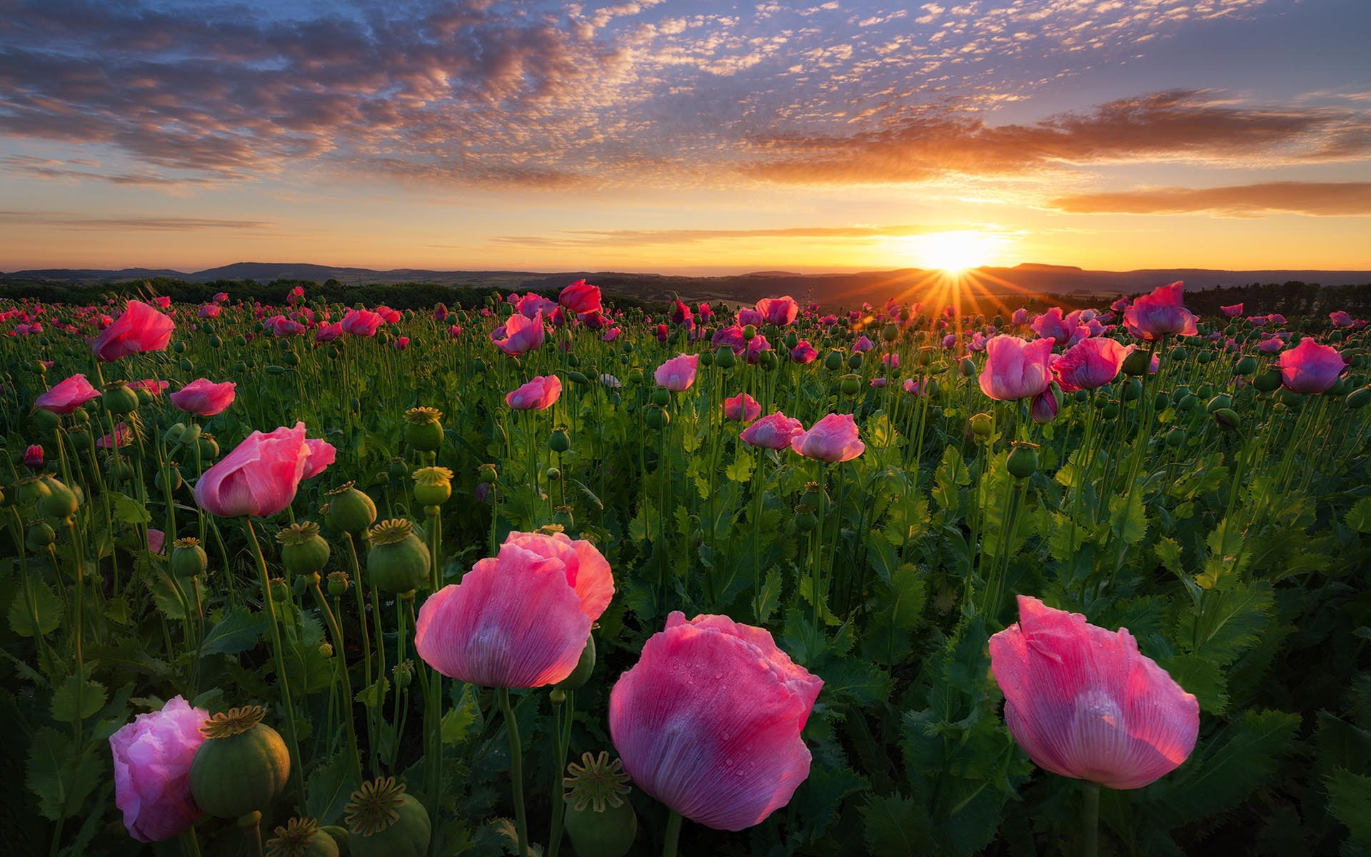 pink, germany, desktop, poppy, 1080P, sunrise, hd, field, HD Wallpaper