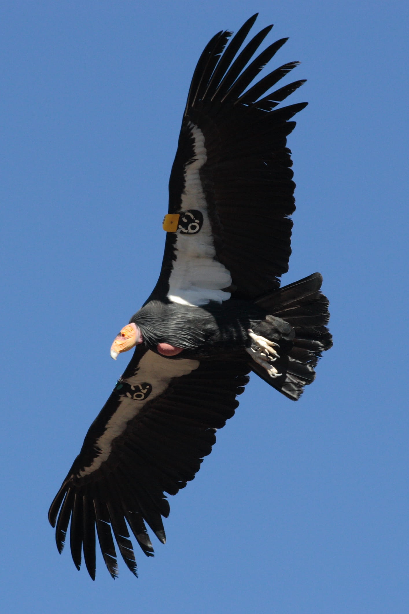 beak, black color, photo, animal themes, animal Wing, animals In The Wild, sky, mid-air, flying, bald Eagle, uSA, wildlife, freedom, California Condor, Phone HD Wallpaper