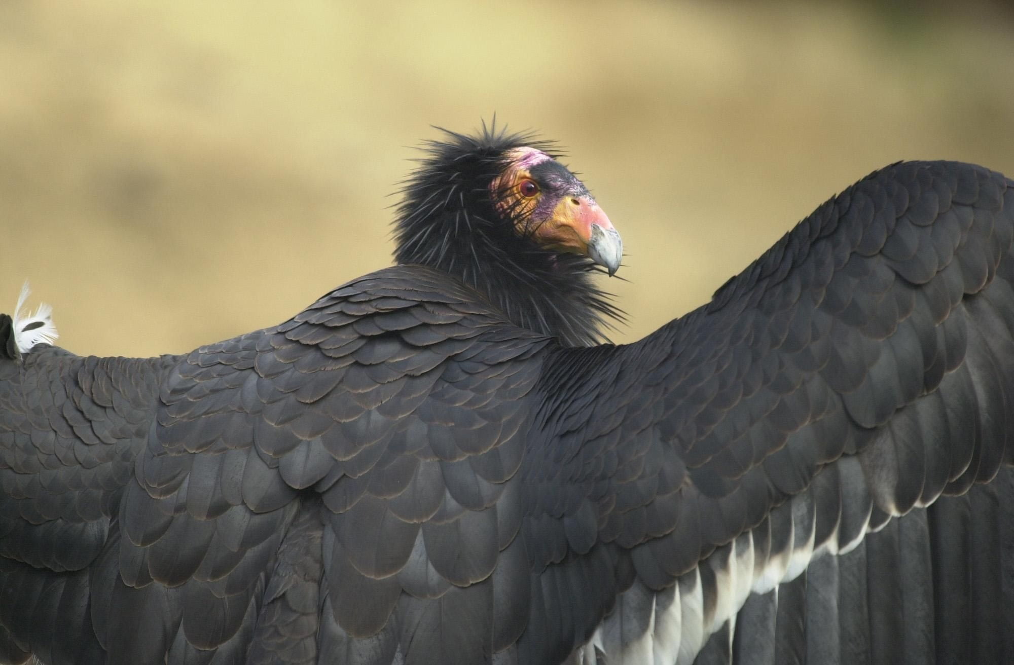 california, animals in the wild, condor, no people, eagle, portrait, nature, feather, bird of prey, beak, one animal, animal, vertebrate, day, birds, outdoors, HD Wallpaper